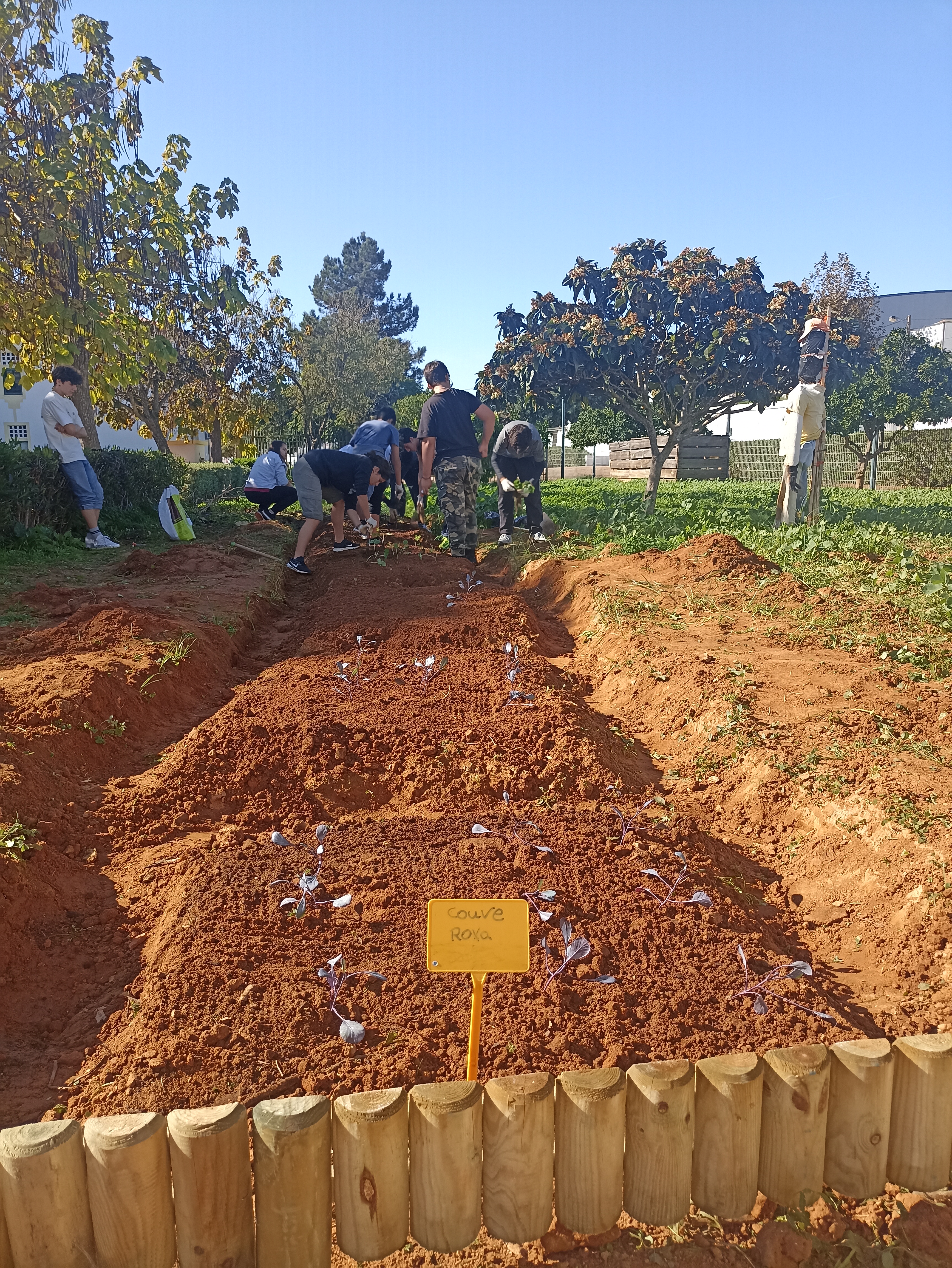 Dia de plantar morangueiros, aromáticas e couve roxa.