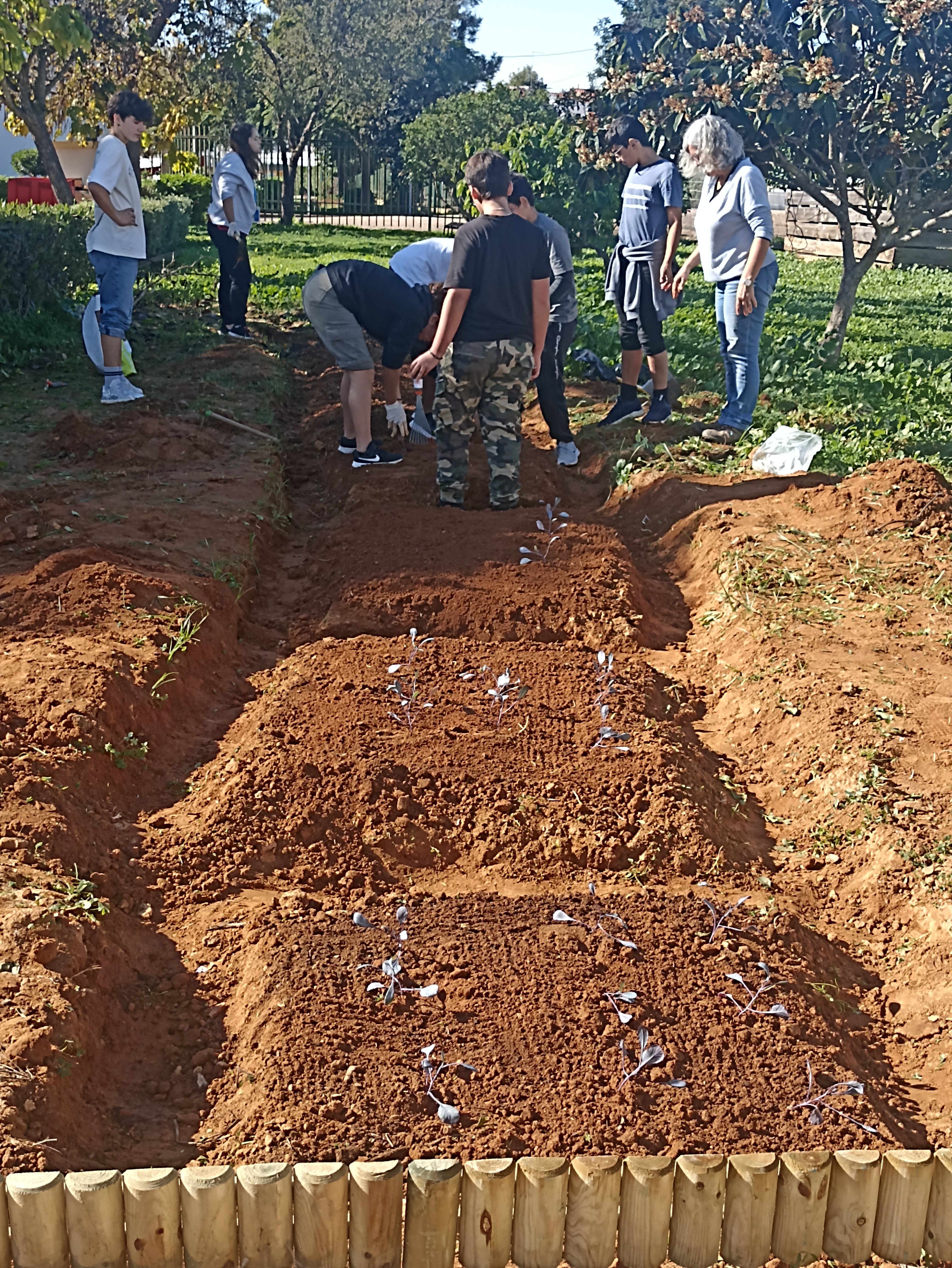 Plantação de couve roxa pelos nossos alunos.