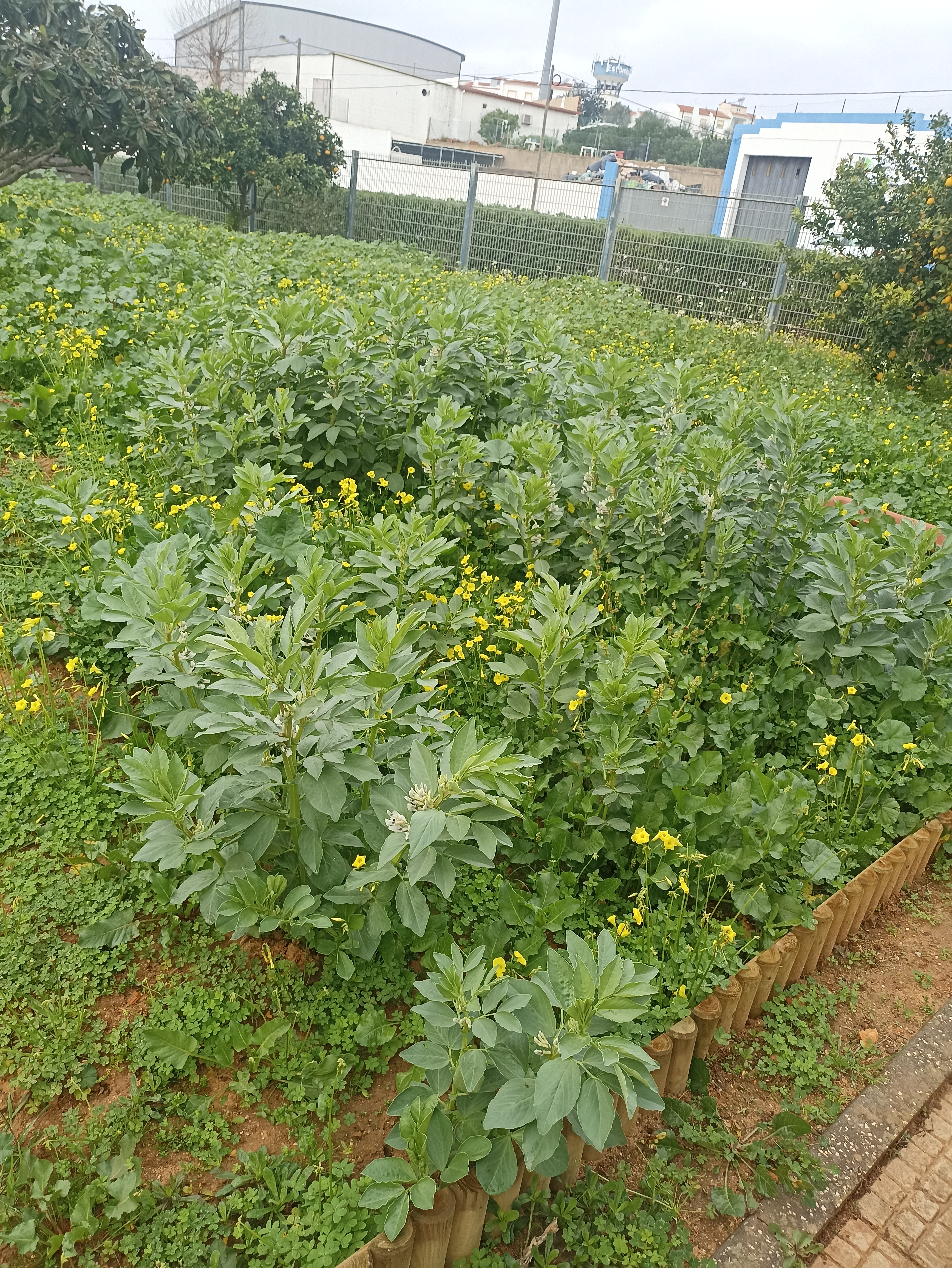 A nossa plantação de favas.