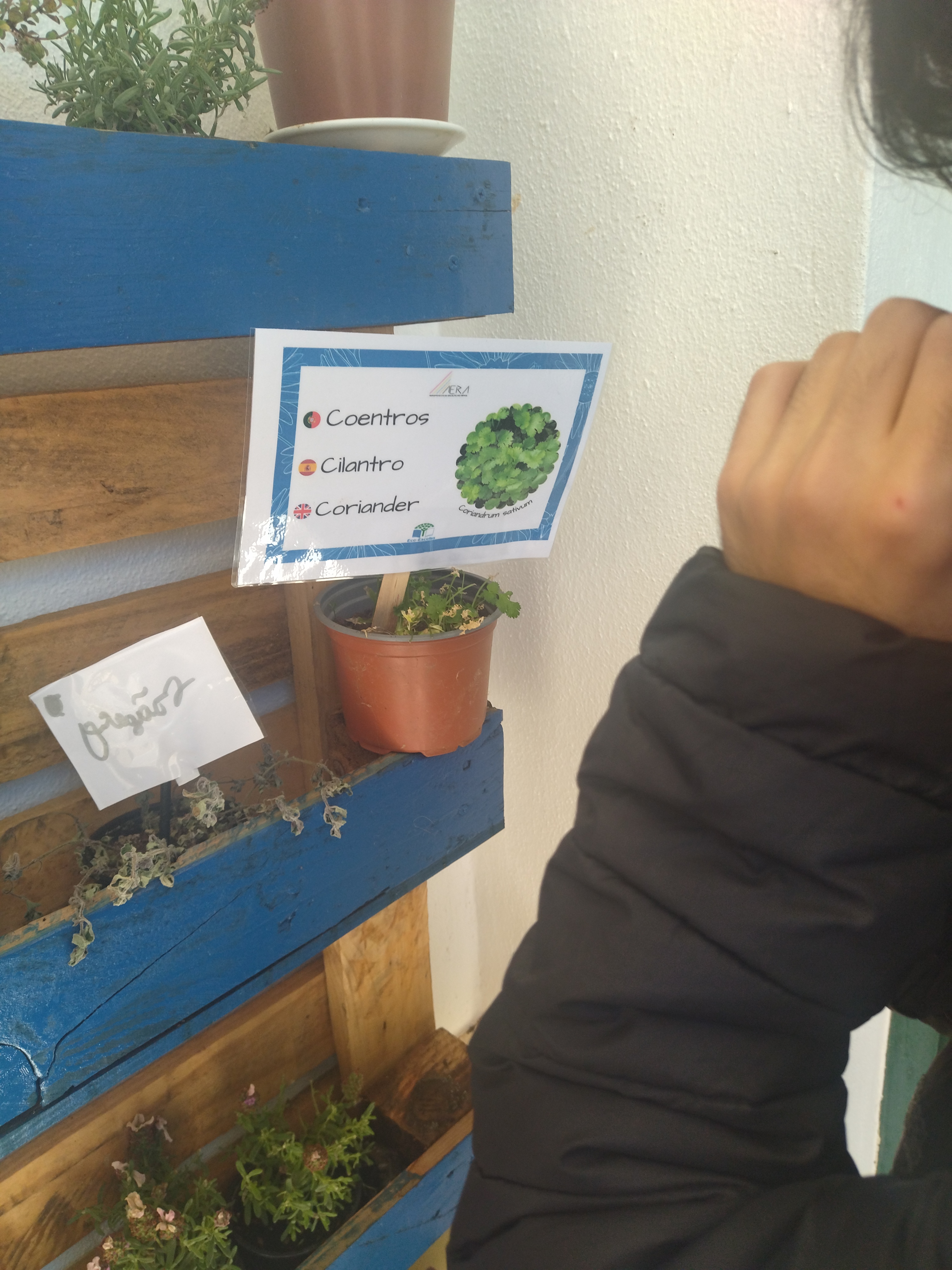 Colocação de placas multidisciplinares (em 3 línguas) nas ervas aromáticas.
