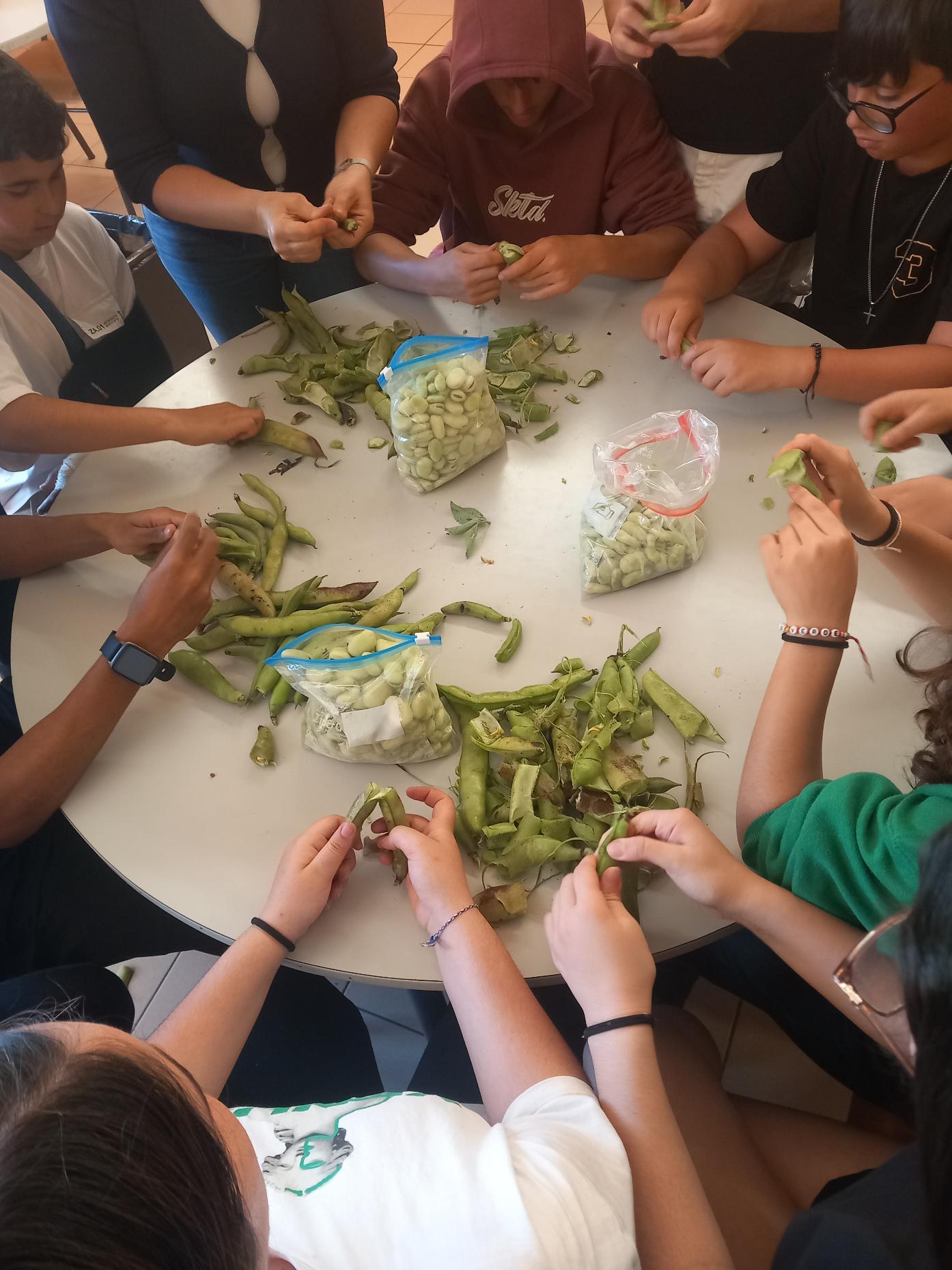 Alunos a descascar favas.