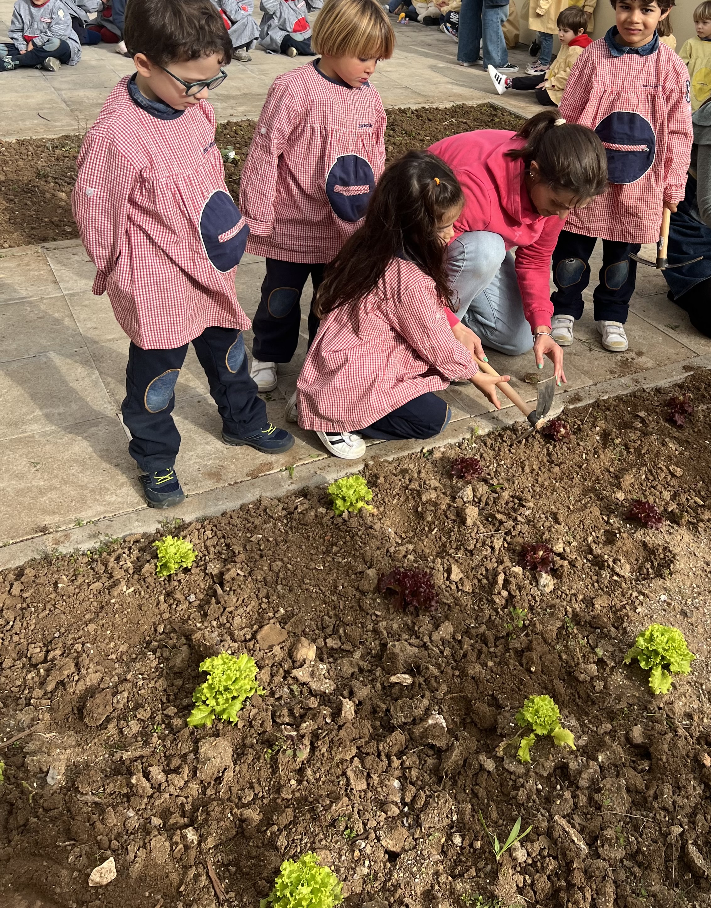 Bibe Encarnado começou a plantar na horta