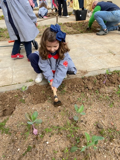 Bibe Azul começou a plantar na horta.