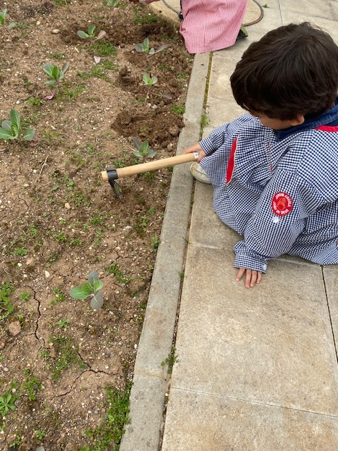 Bibe Azul começou a plantar na horta.