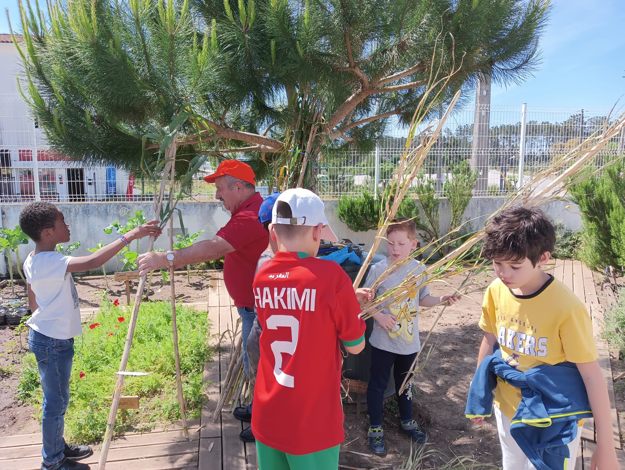 Alunos e utentes do Lar a prepararem as canas para colocarem nos tomateiros e nos feijoeiros existentes na horta.