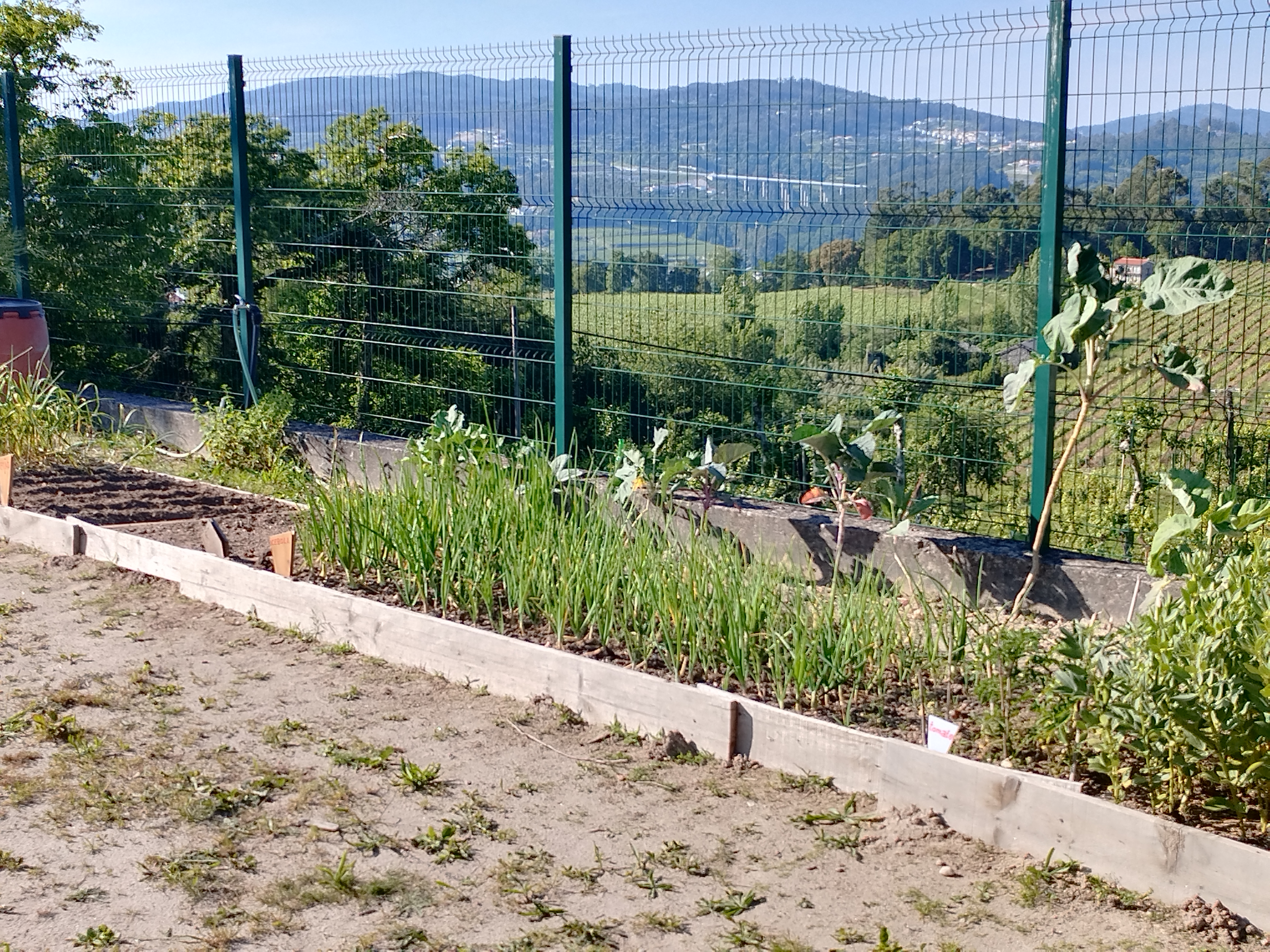 Nos canteiros da horta há variedade de produtos.
