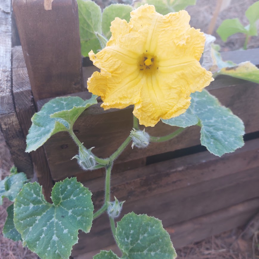 Abóboreira em flor