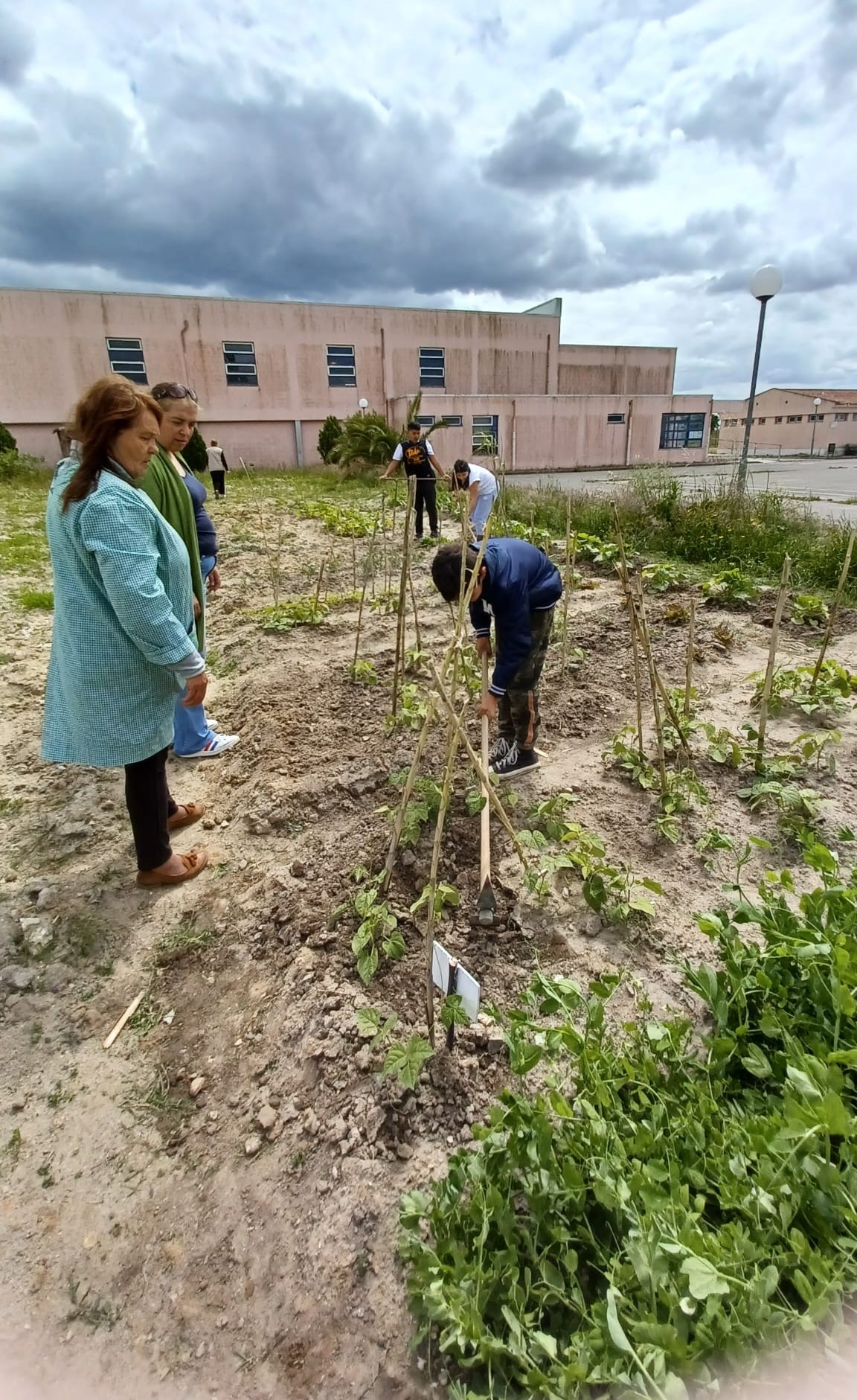 Realização de sachas e eliminação de ervas daninhas.