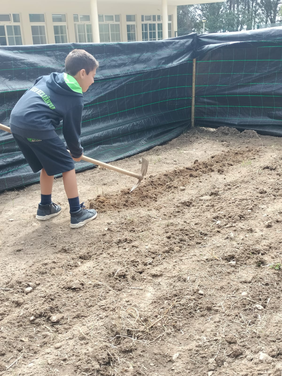 O nosso Gustavo ajudou a cavar a terra para plantar batatas e abóboras