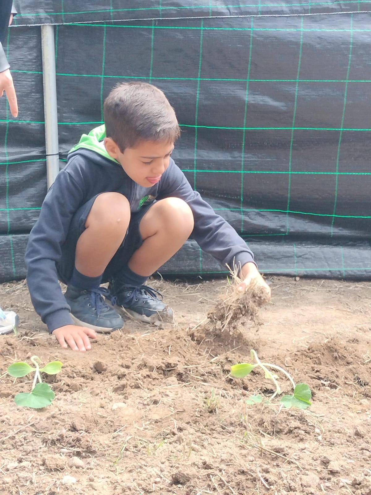 plantação de abóboras