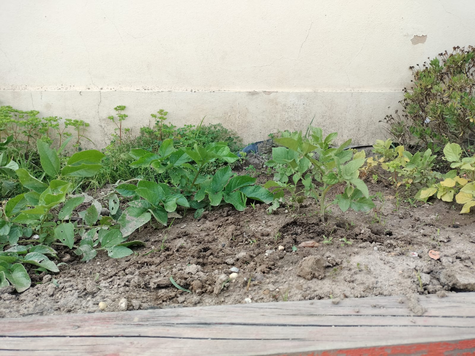 Batatas na horta mais pequena
