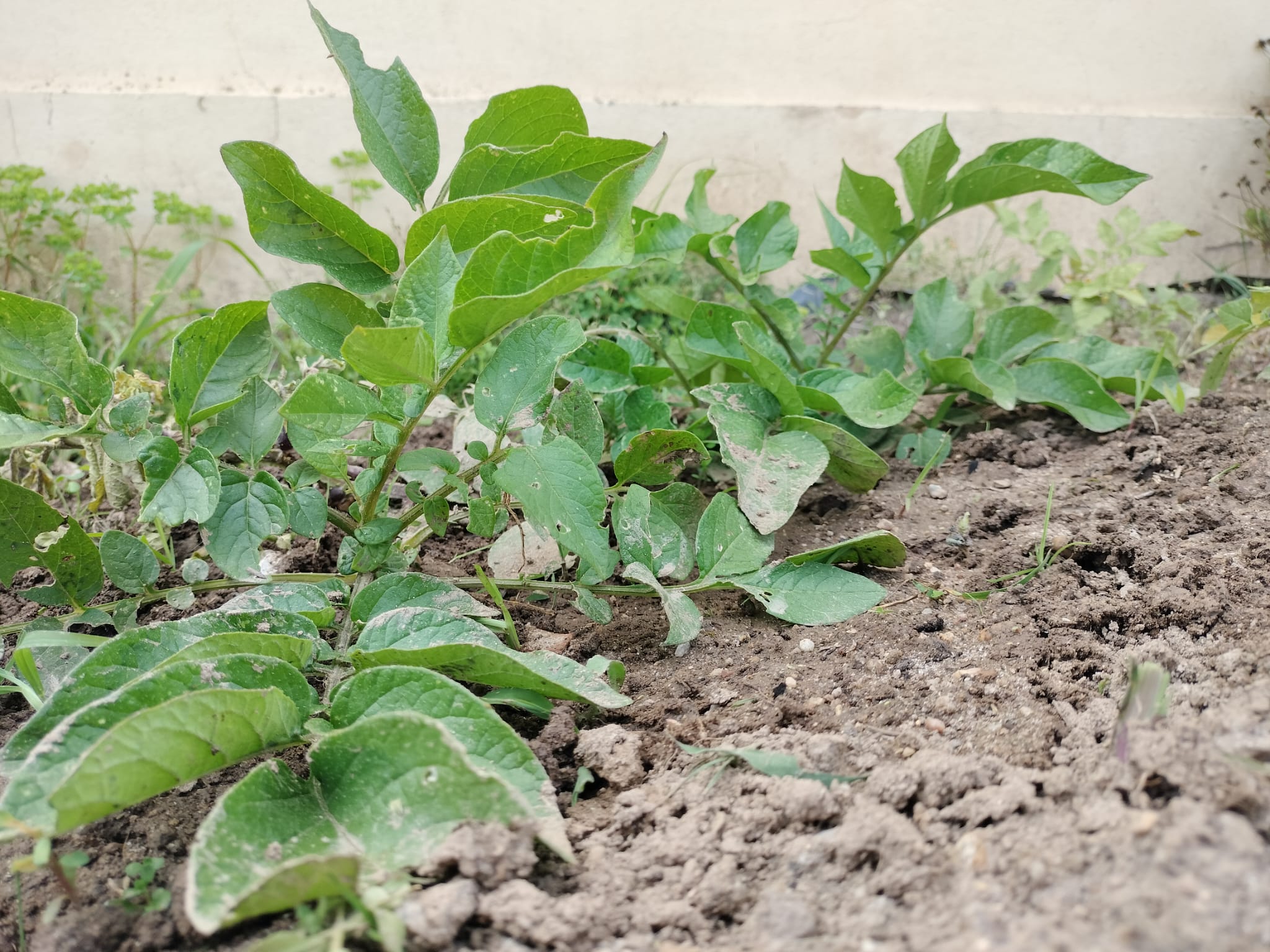 Batatas na horta mais pequena
