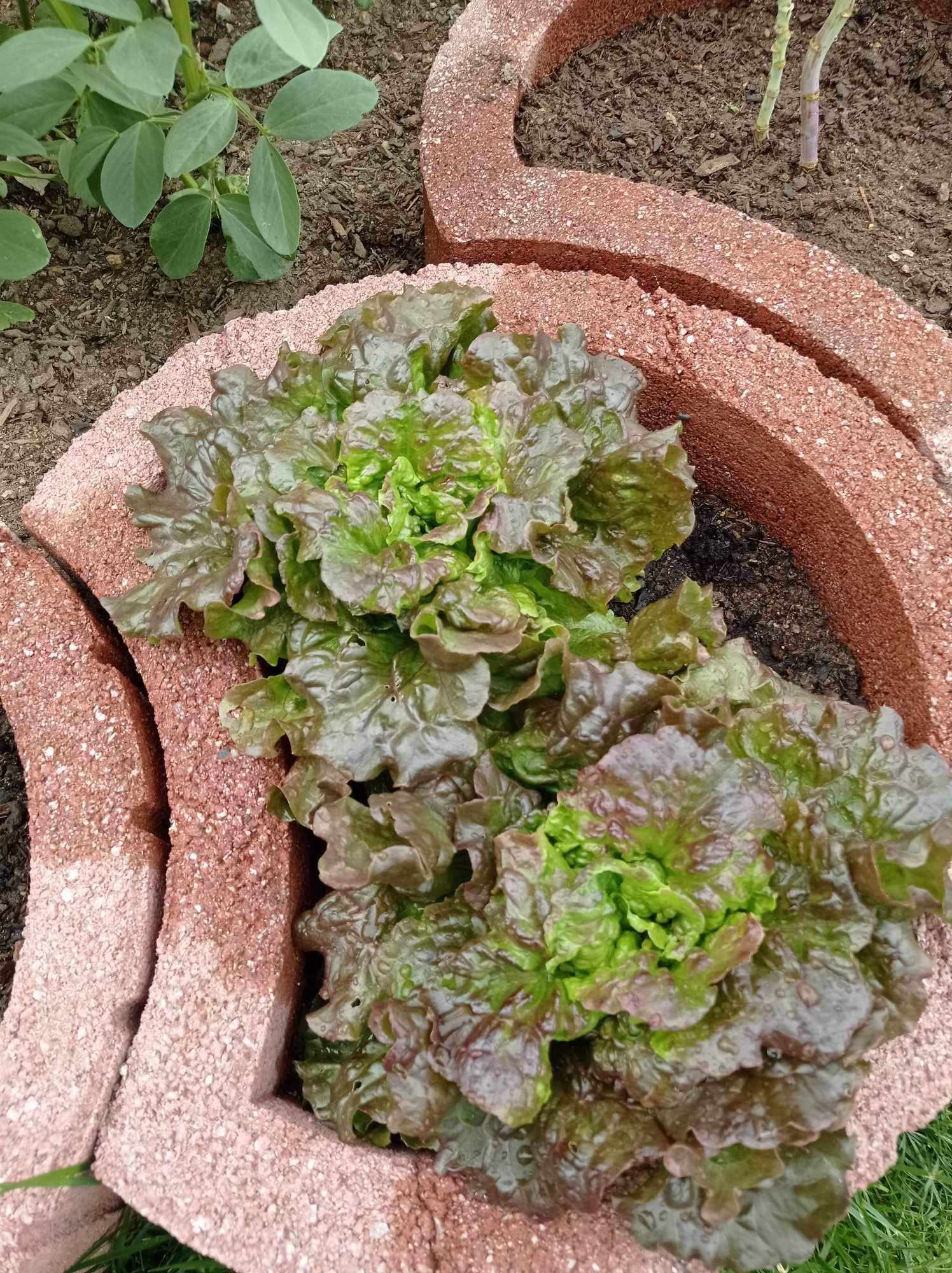Que salada deliciosa vão fazer as nossas alfaces!