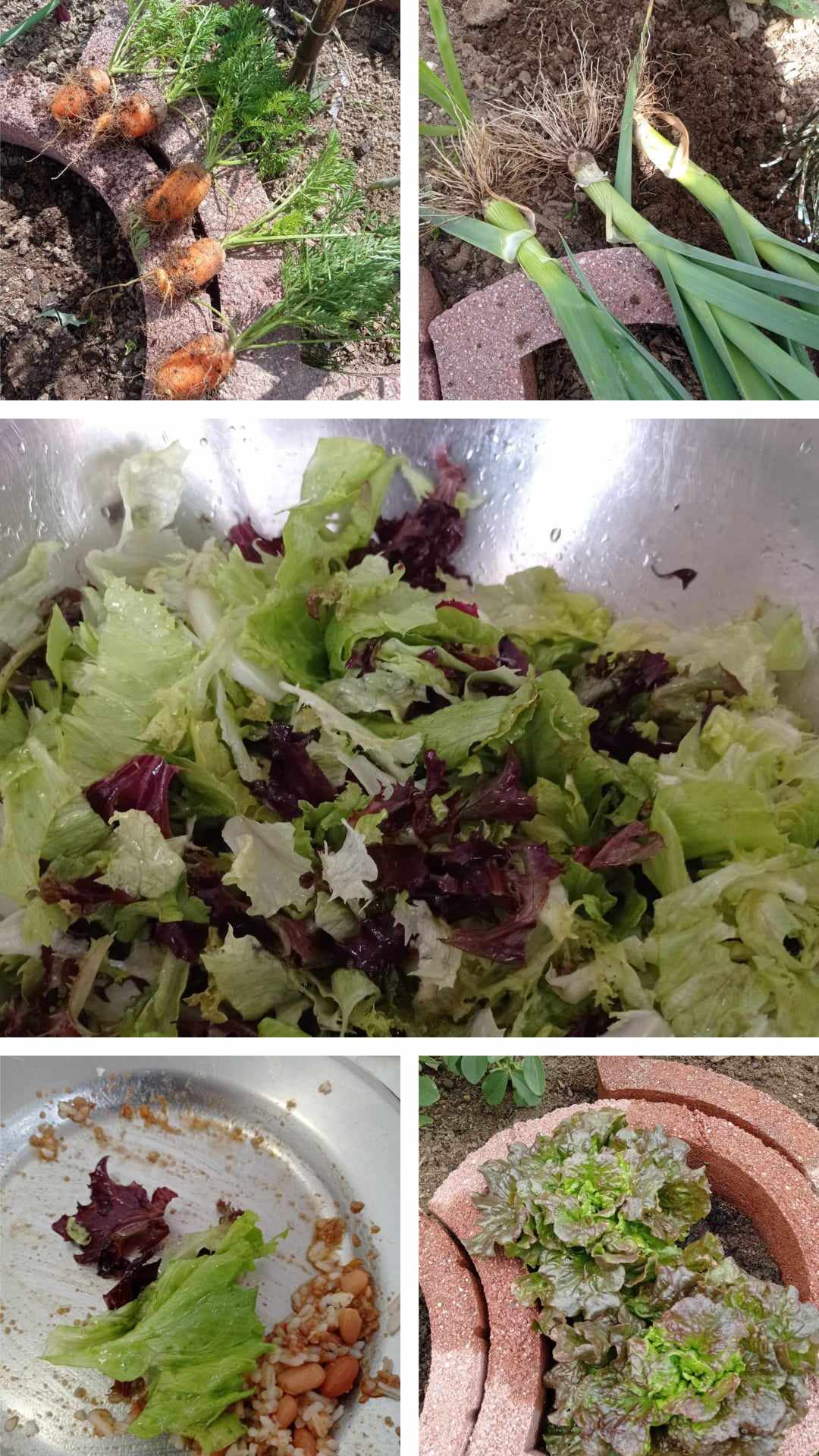 Alguns produtos da horta e a salada confecionada com as nossas alfaces viçosas!