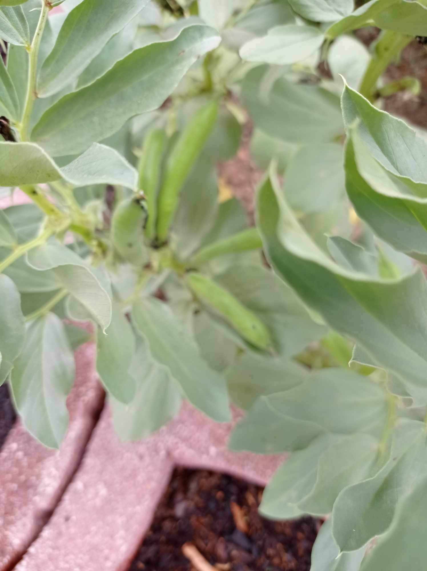As nossa favas prontas para serem colhidas.