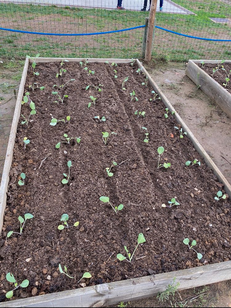 1ª fase da bio-horta