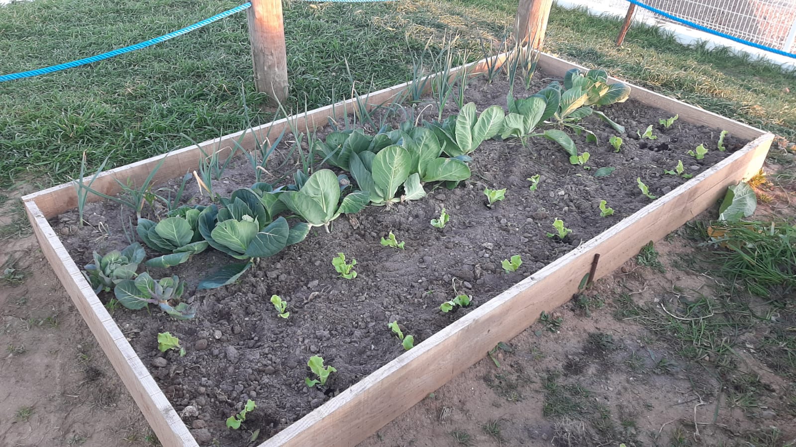 2ª fase da bio-horta