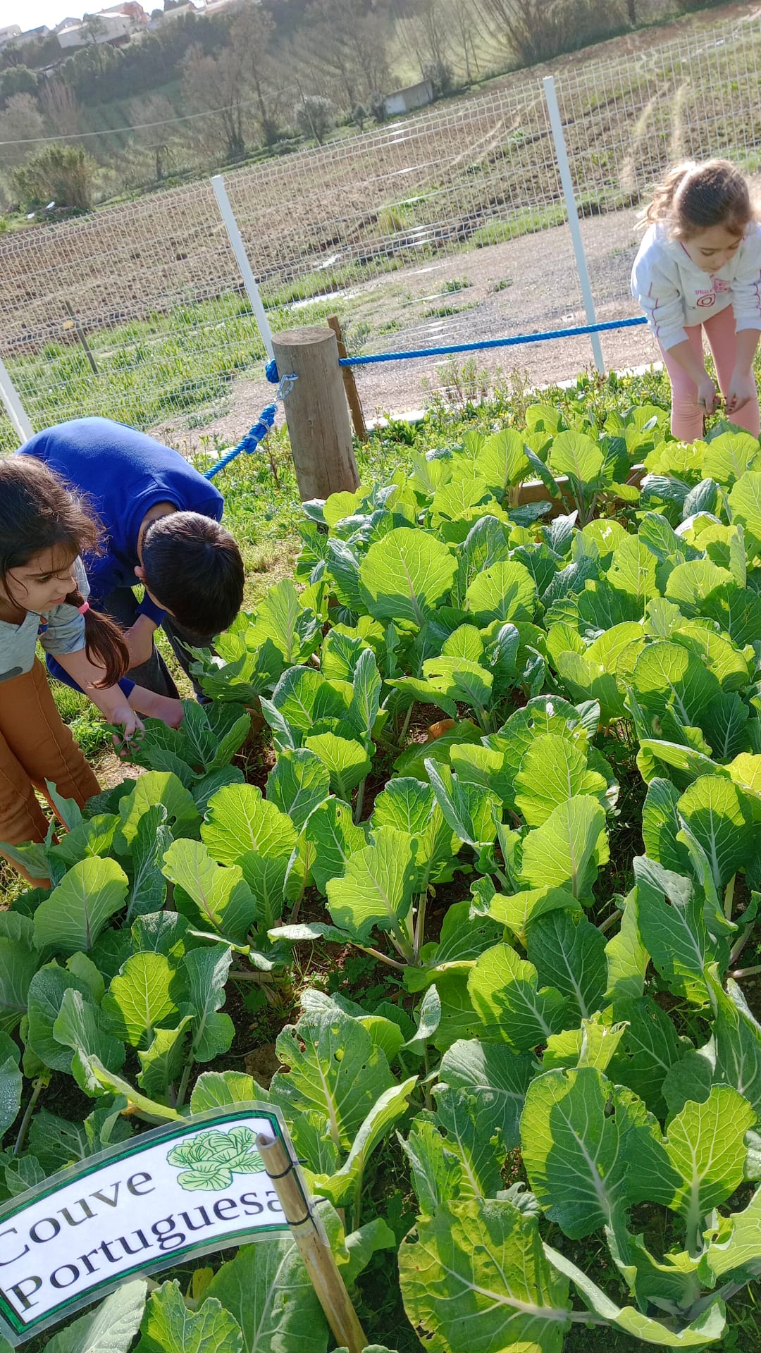 3ª fase da bio-horta