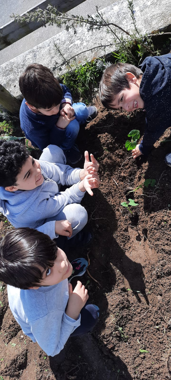 Plantação de feijões pelos alunos do 1.º ciclo