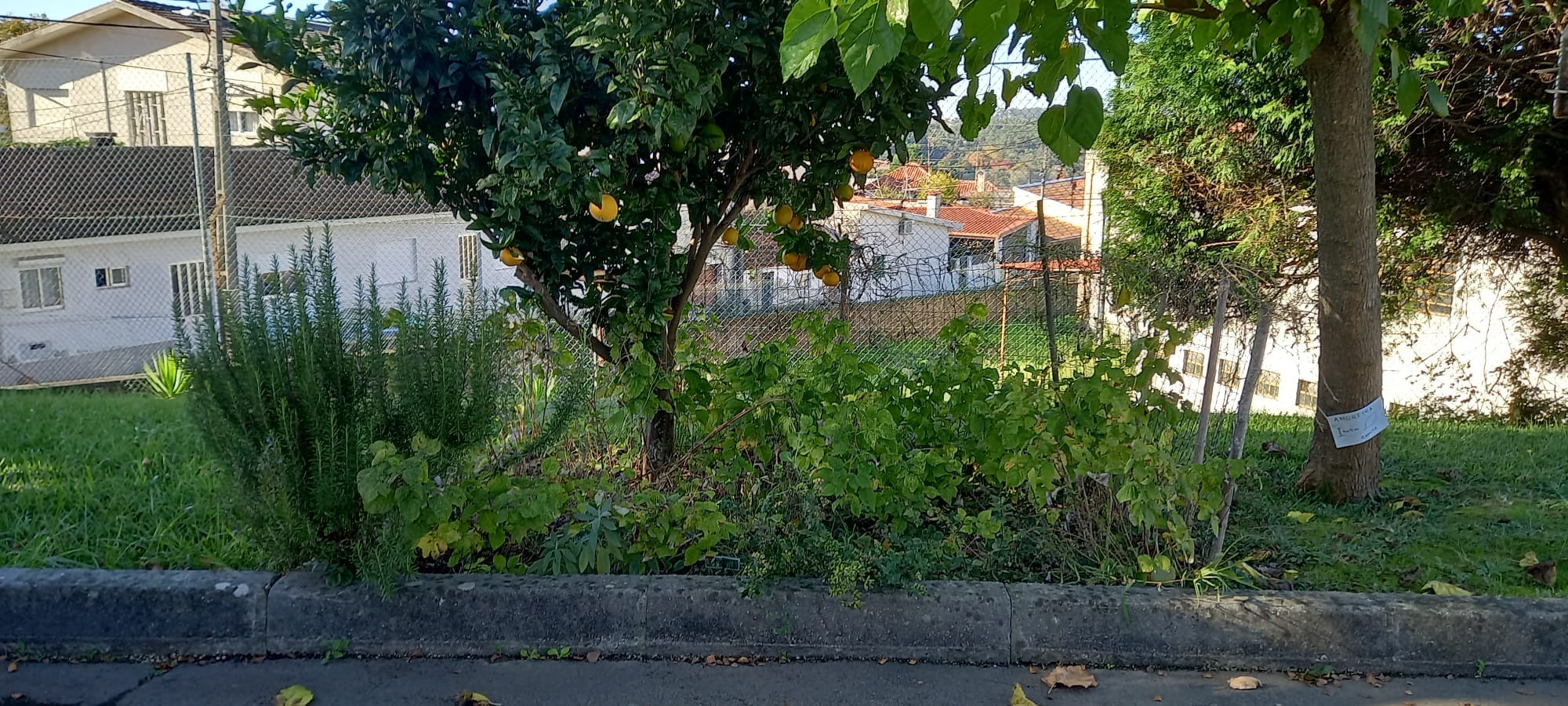 A nossa horta após as férias de verão