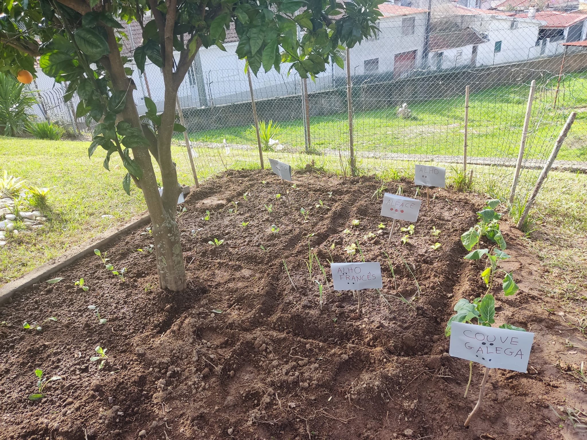 Horta versus identificação (exploração da palavras e sílabas -  couves galegas; couve coração; alface; alho francês)