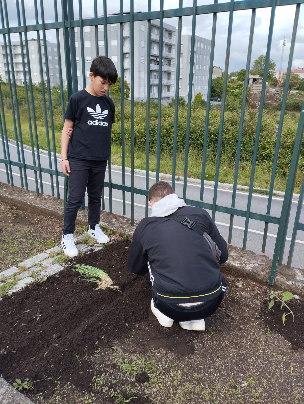 Plantação de cebolo