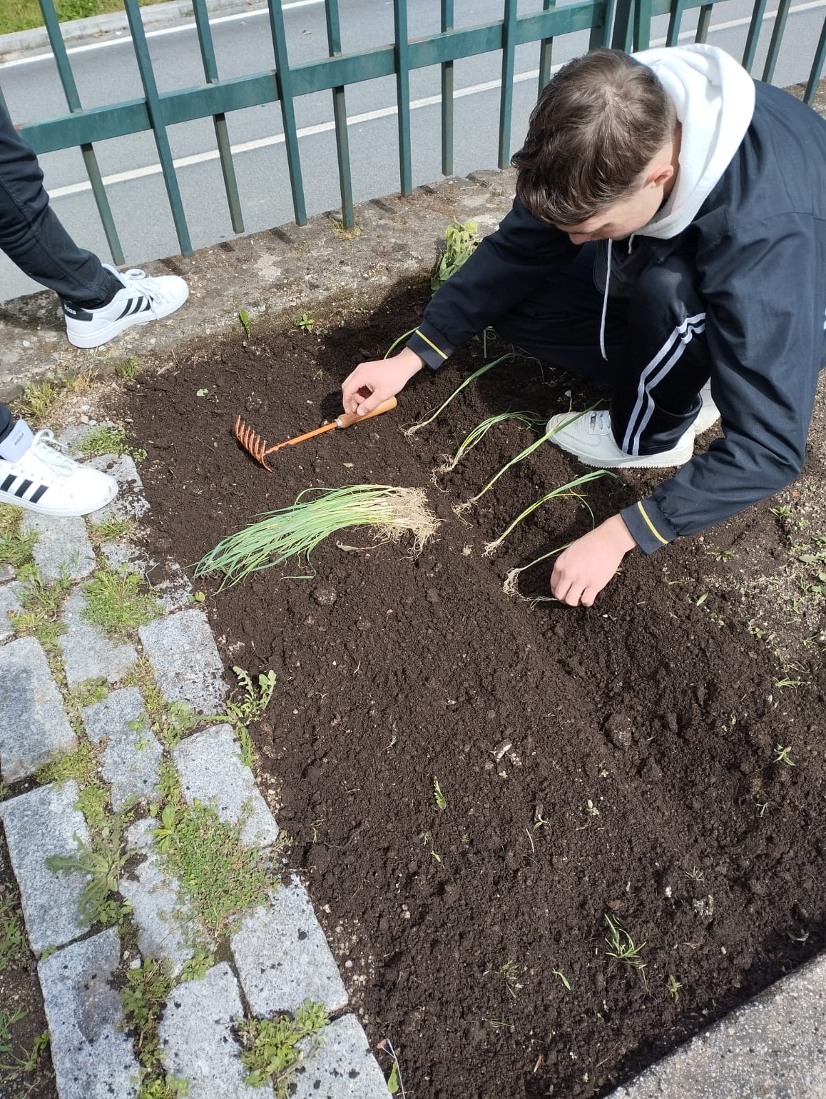Plantação
