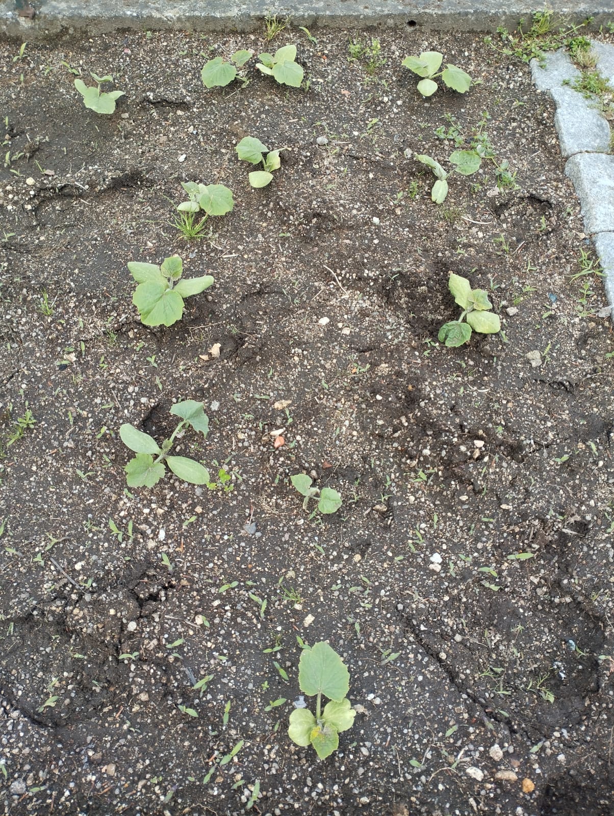 Crescimento das plantas
