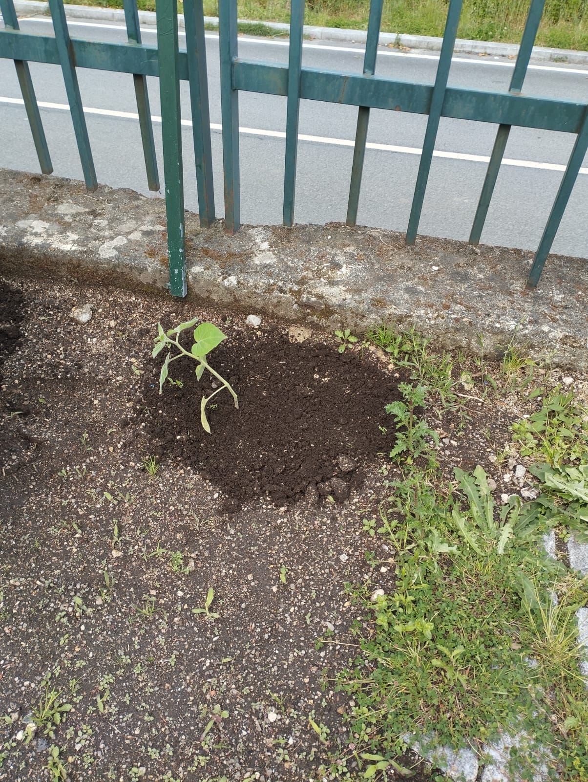 Crescimento das plantas