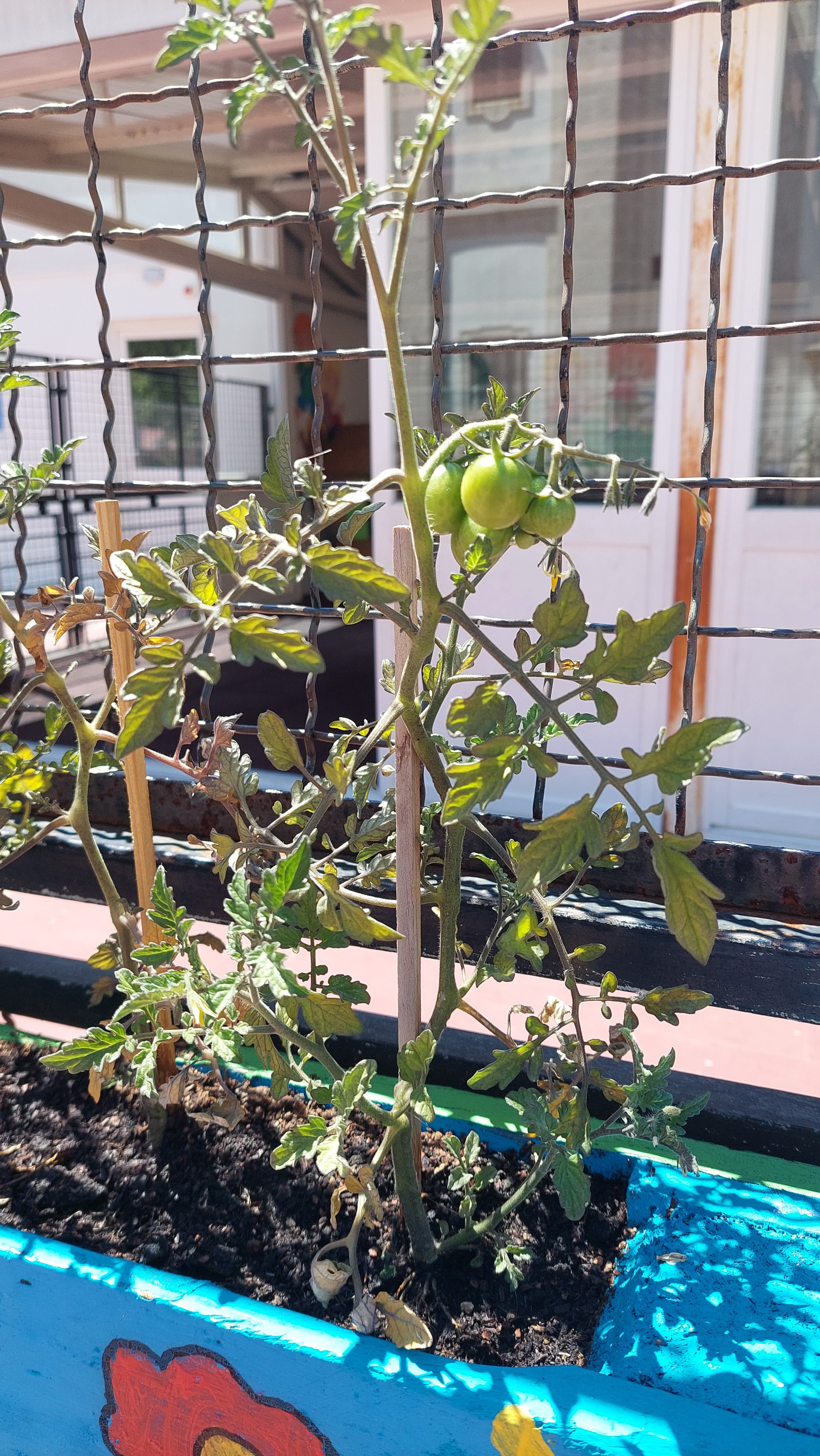 Tomates em crescimento