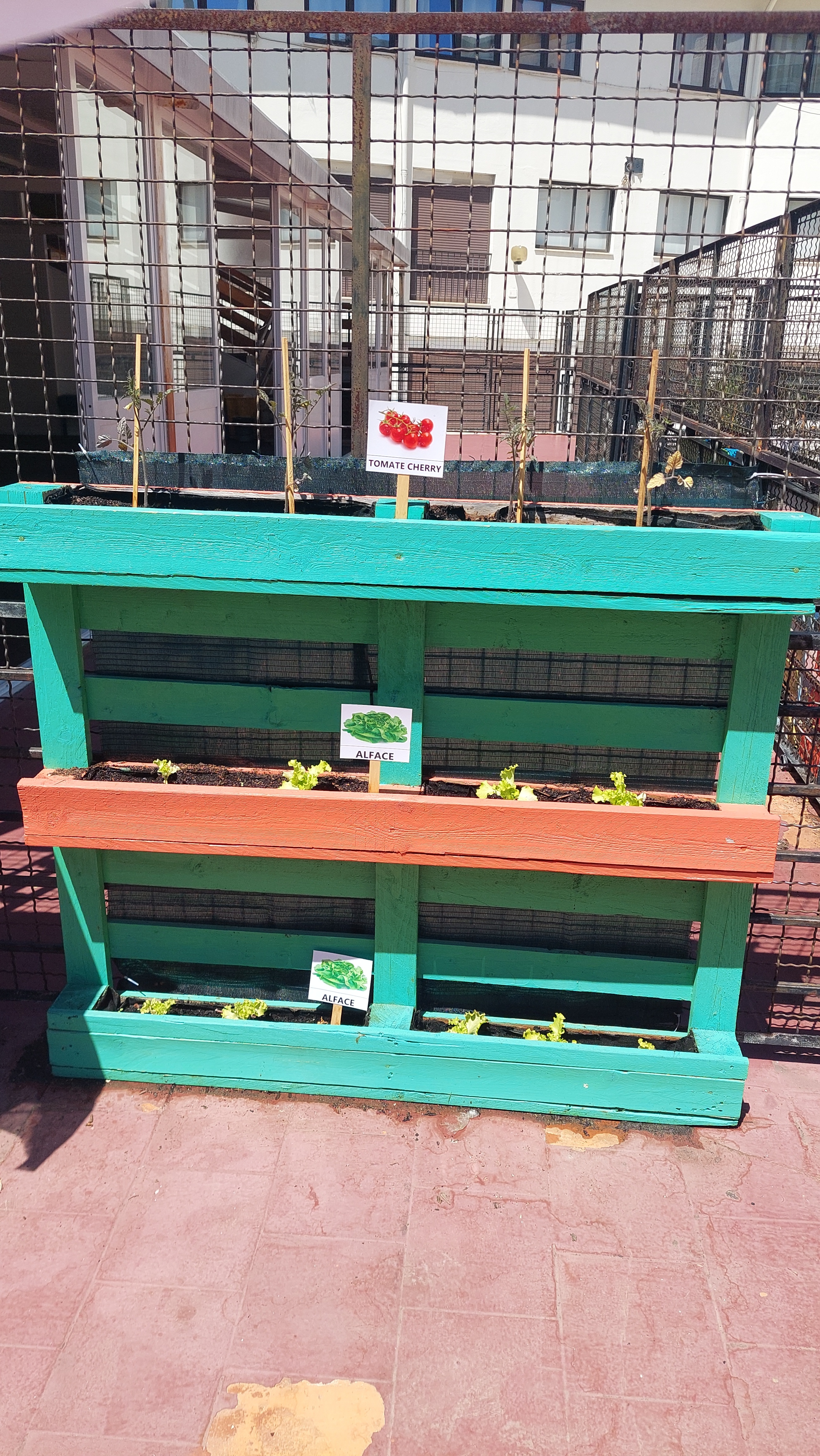 Tomates e alfaces em crescimento