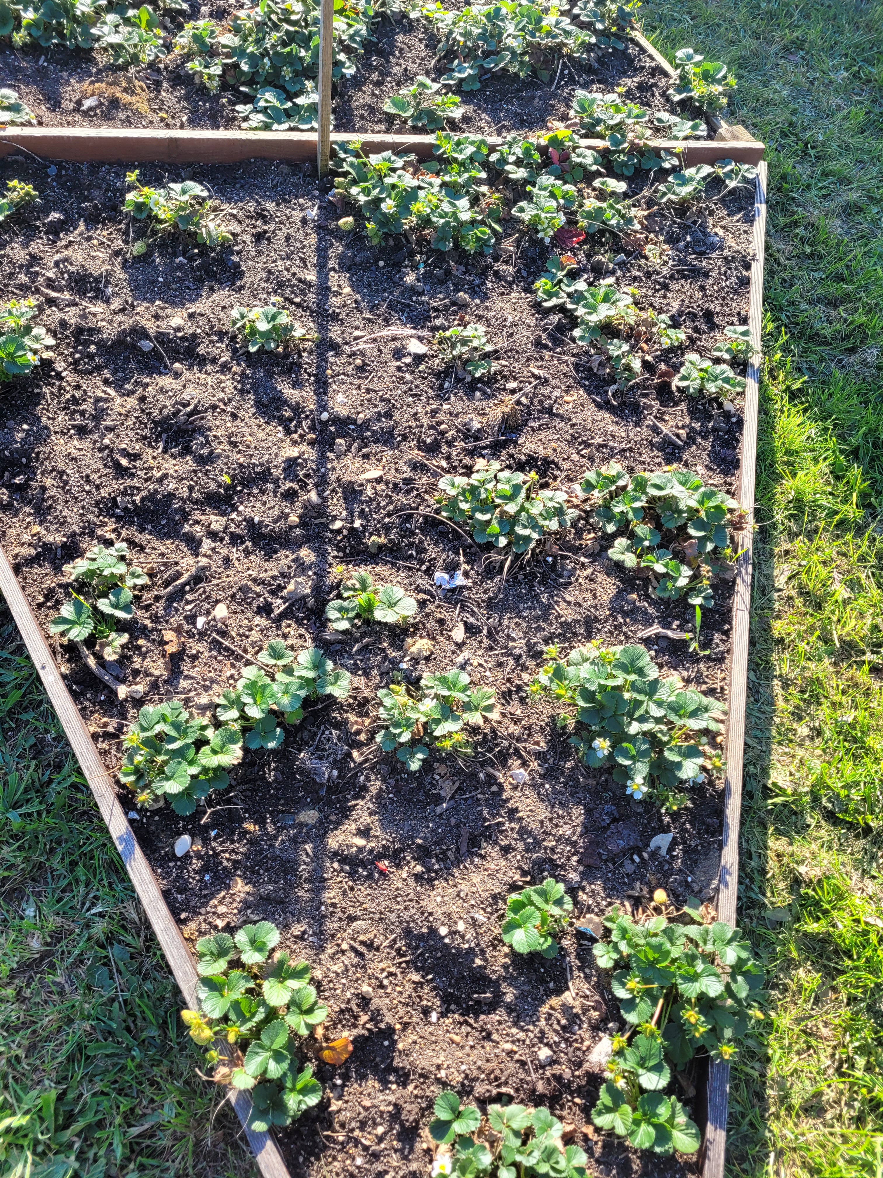 Plantação de morangueiros