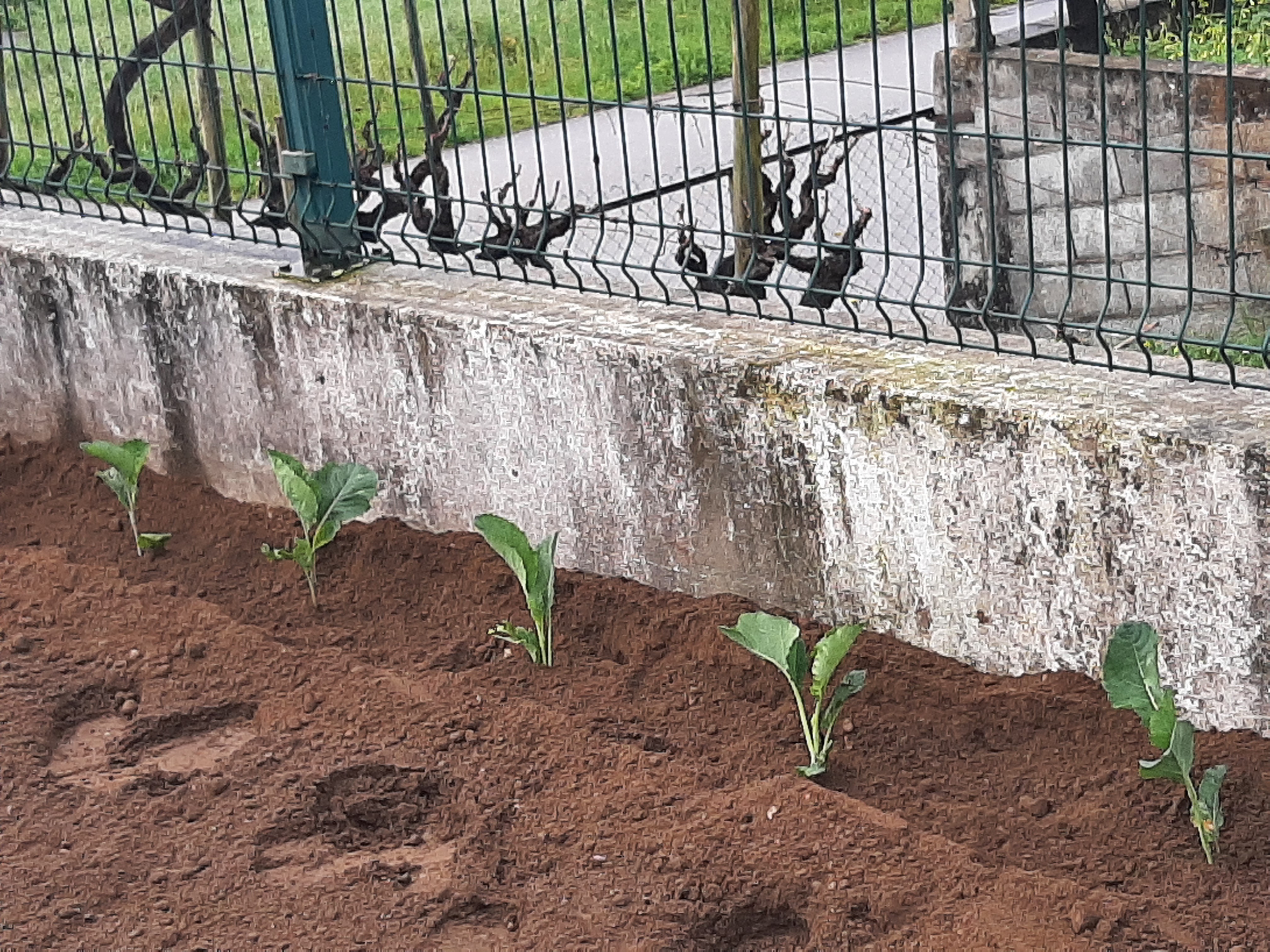 Plantação de legumes, hortícolas e leguminosas.