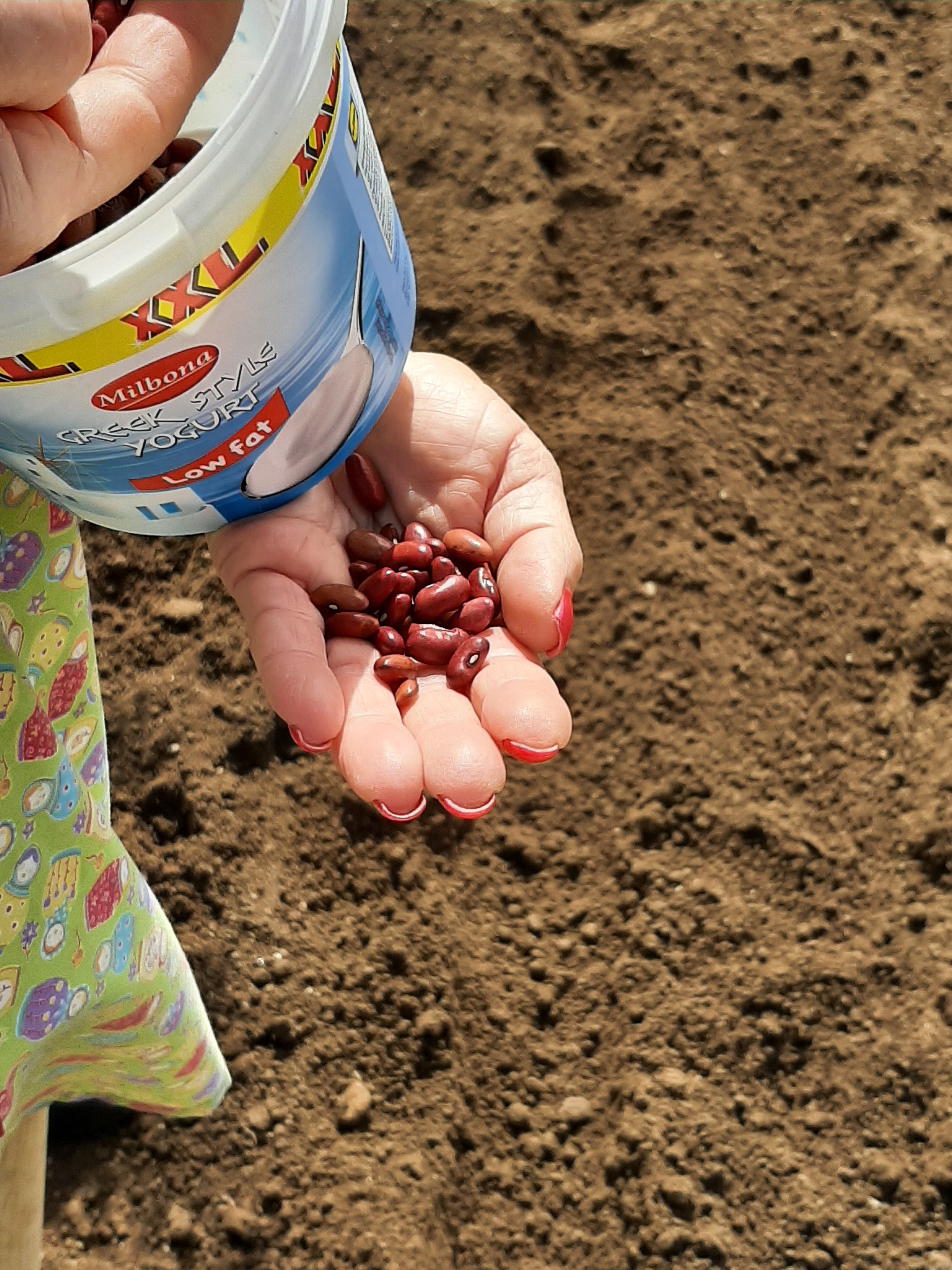 Plantação de legumes, hortícolas e leguminosas.