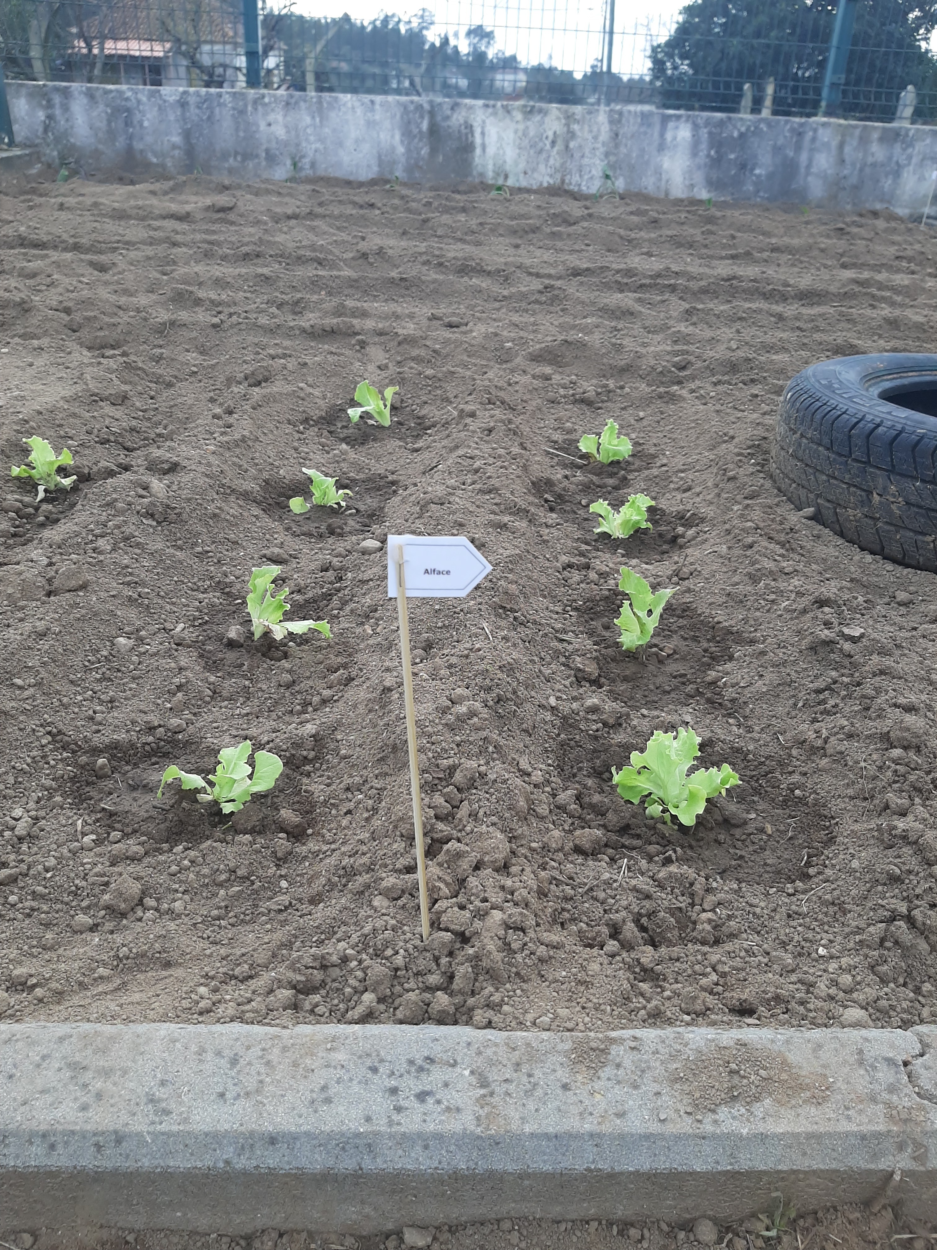 Plantação de legumes, hortícolas e leguminosas.