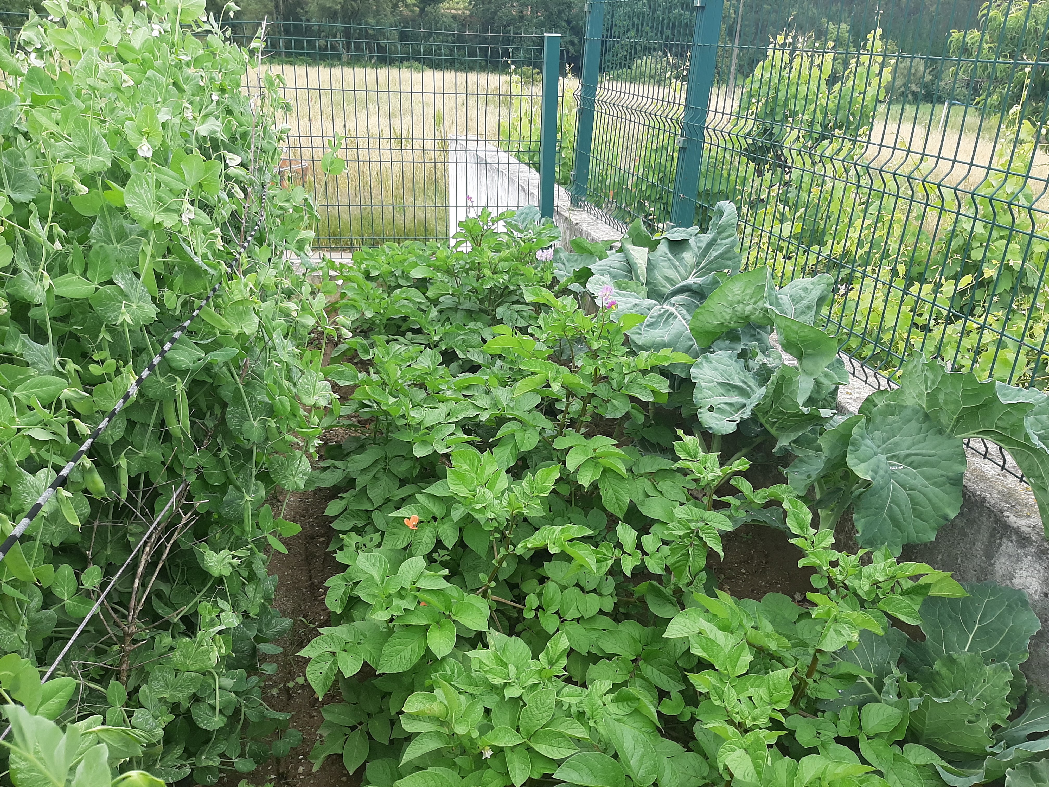 Canteiro das batatas e couves
