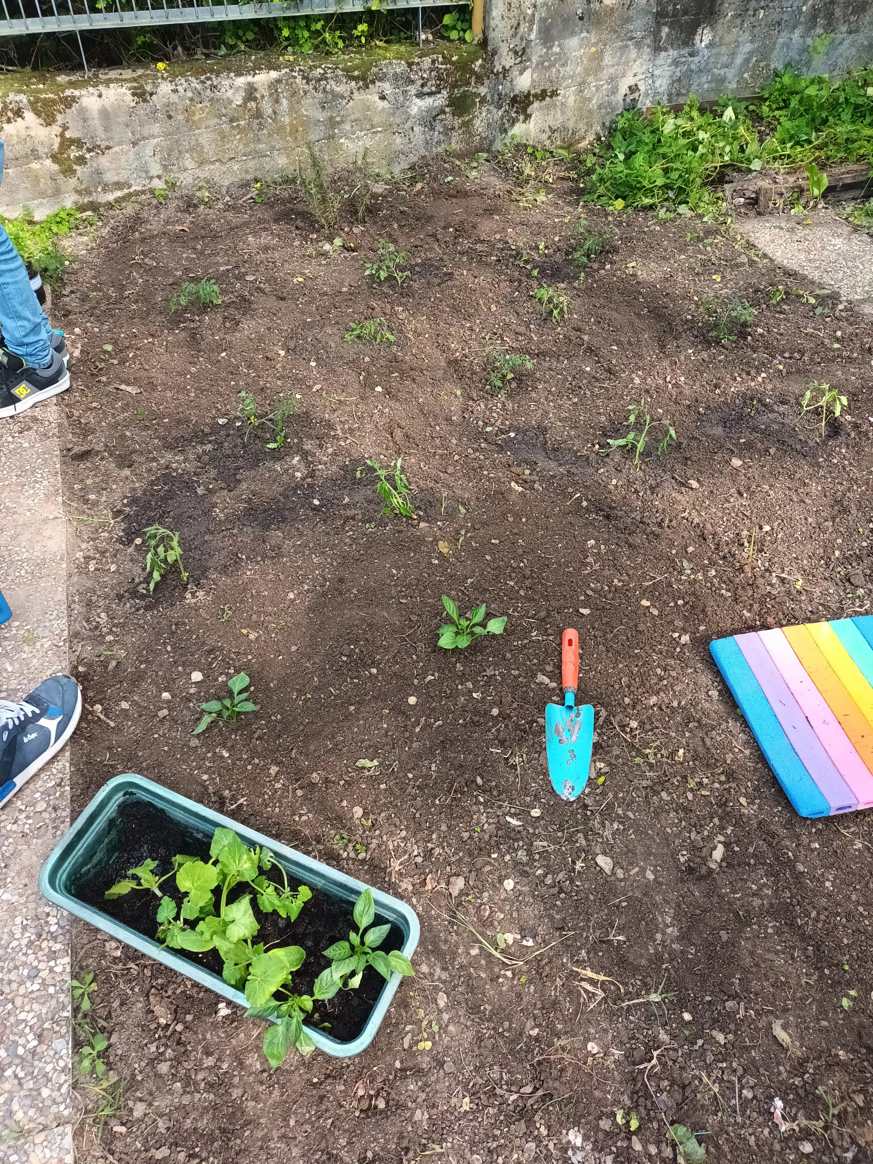 Plantando tomate cherry, alfaces, curgetes e pimentos