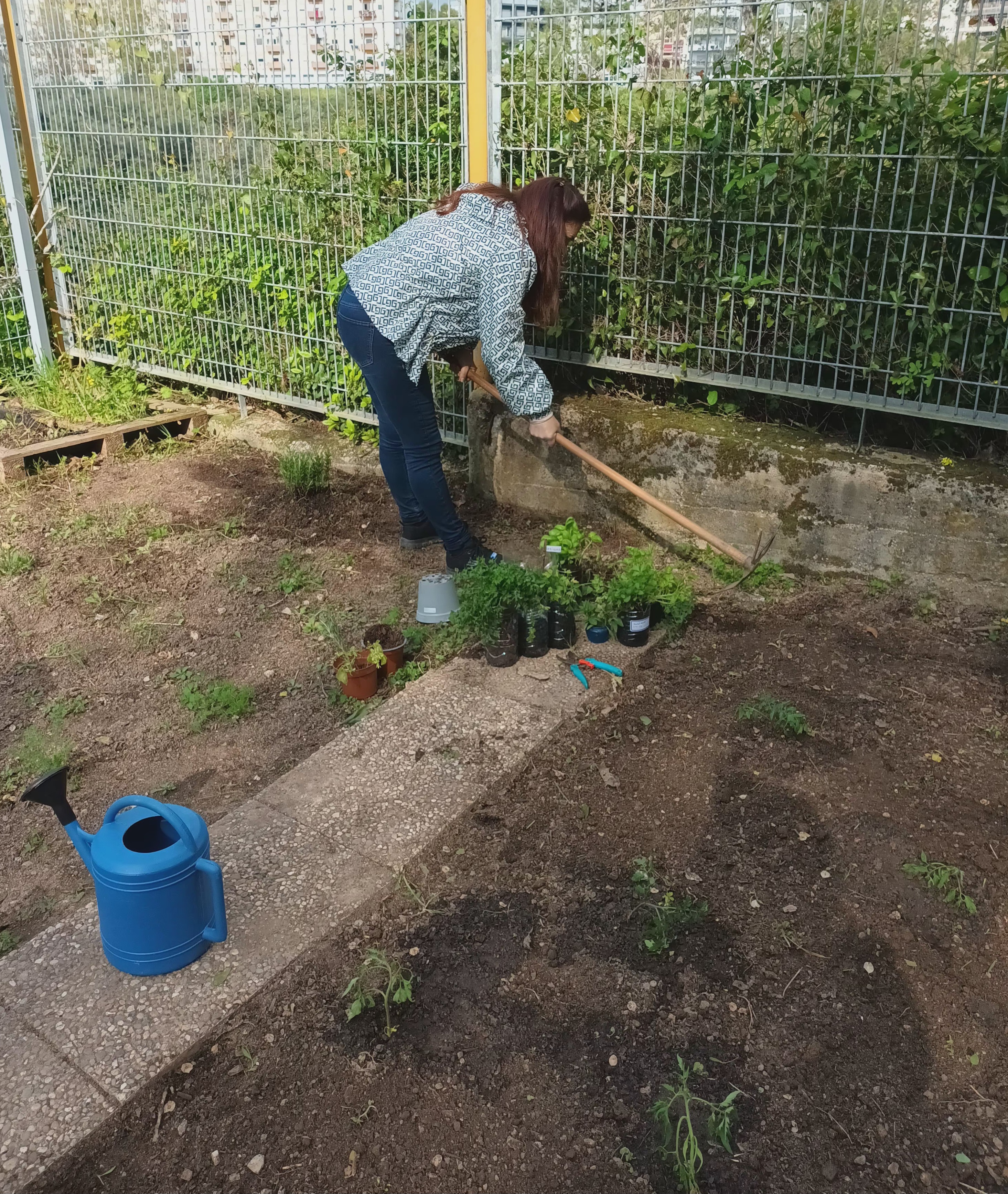Plantando ervas aromáticas