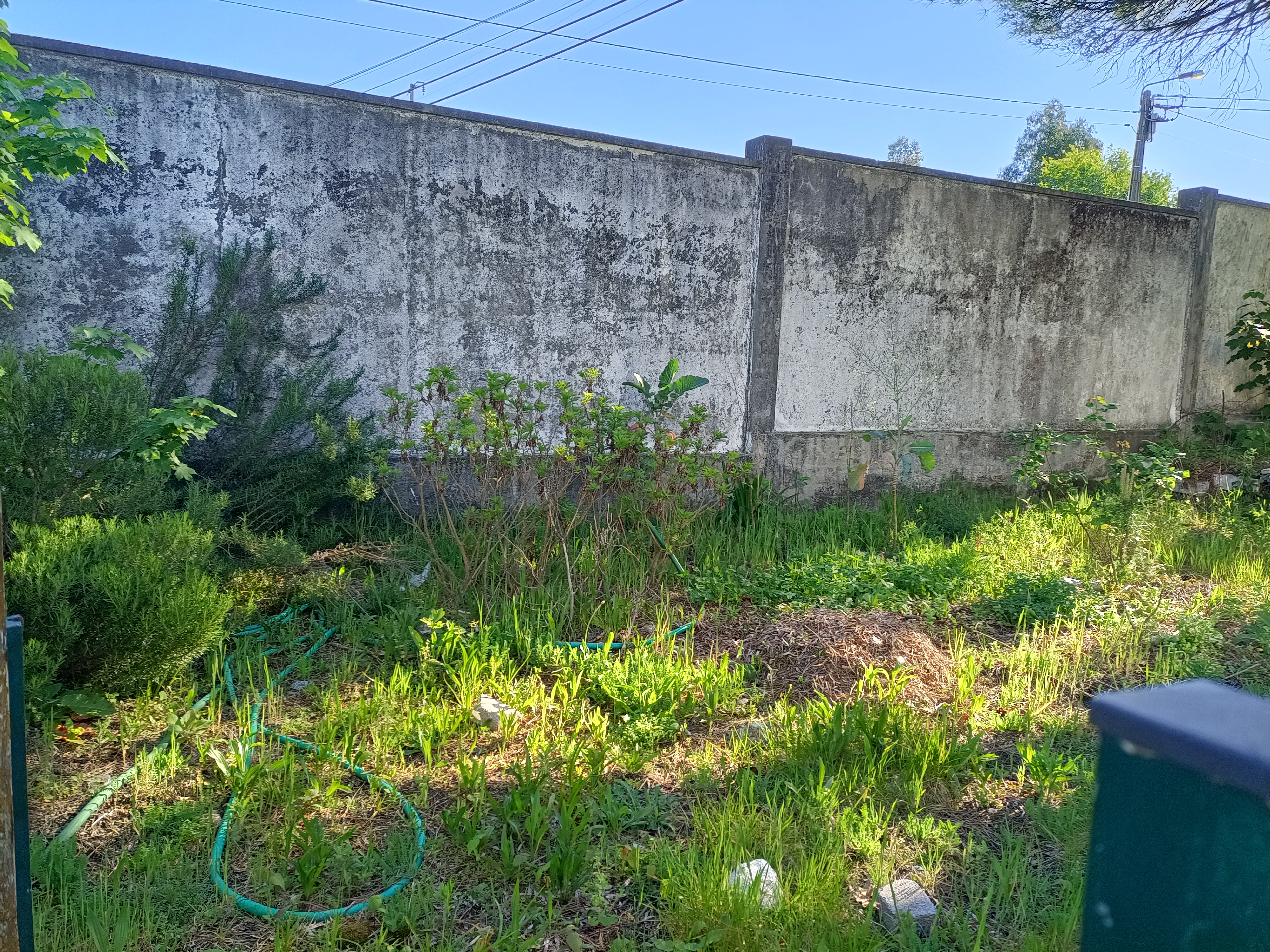 Limpar o solo: remover pedras, plantas e raízes.