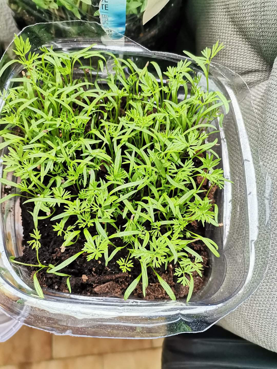 A nossa mini horta começou a dar os seus frutos.