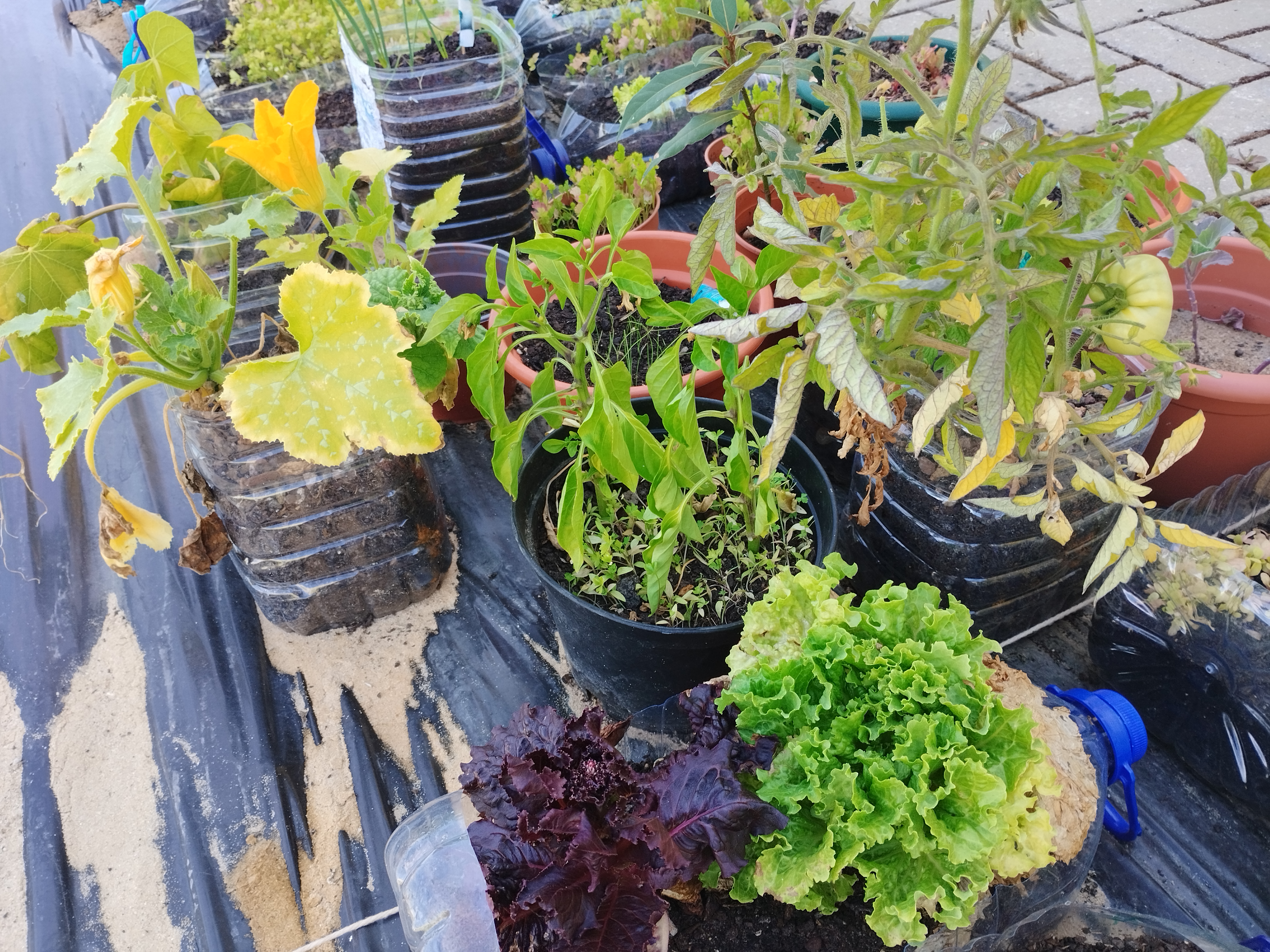 Variedade na plantação: alfaces; cebolas; coentros; salsa; pimentos; tomate e morangos.