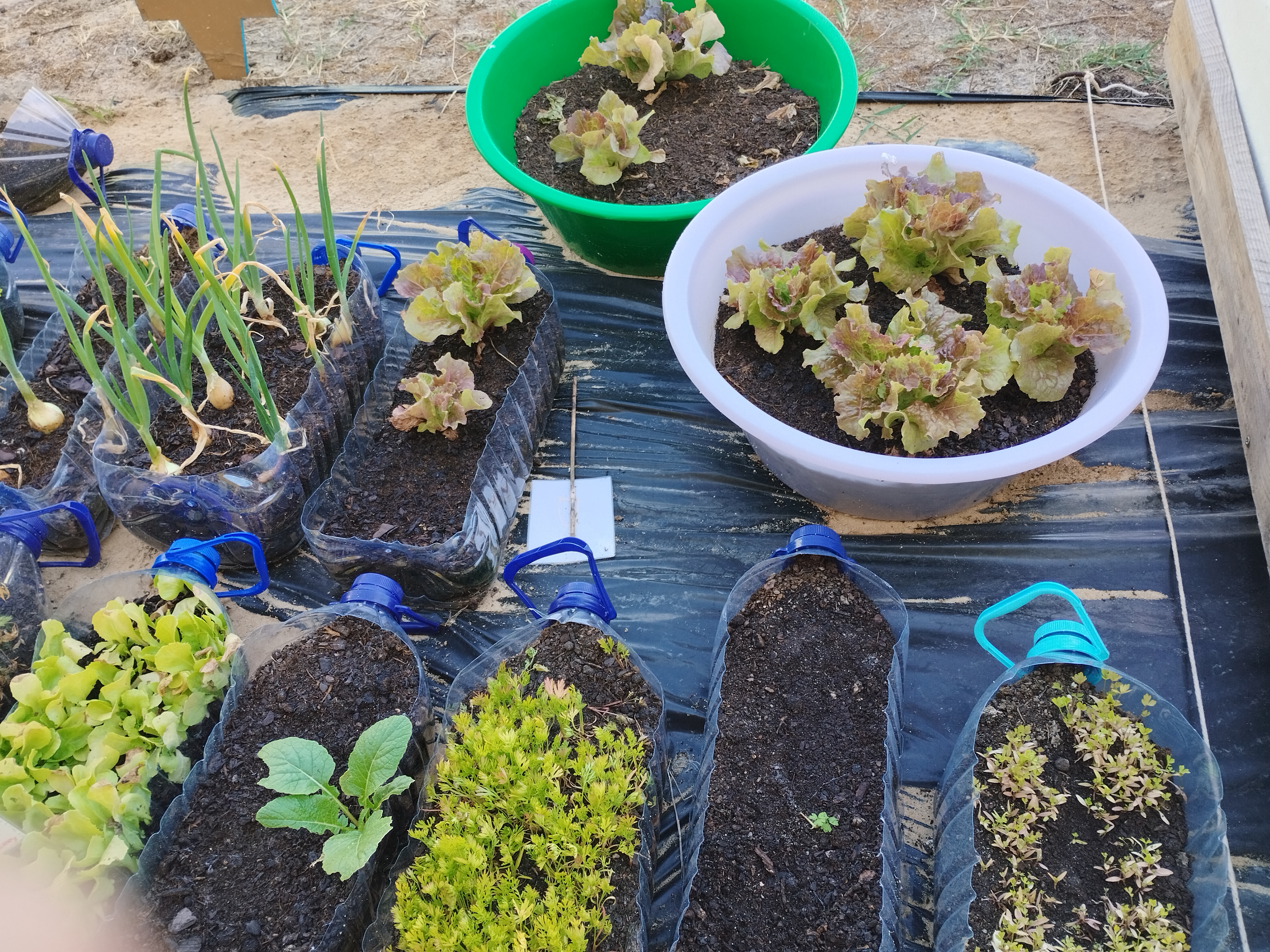 Variedade na colheita: alfaces; cebolas; coentros; salsa; pimentos; tomate e muitos, muitos morangos.