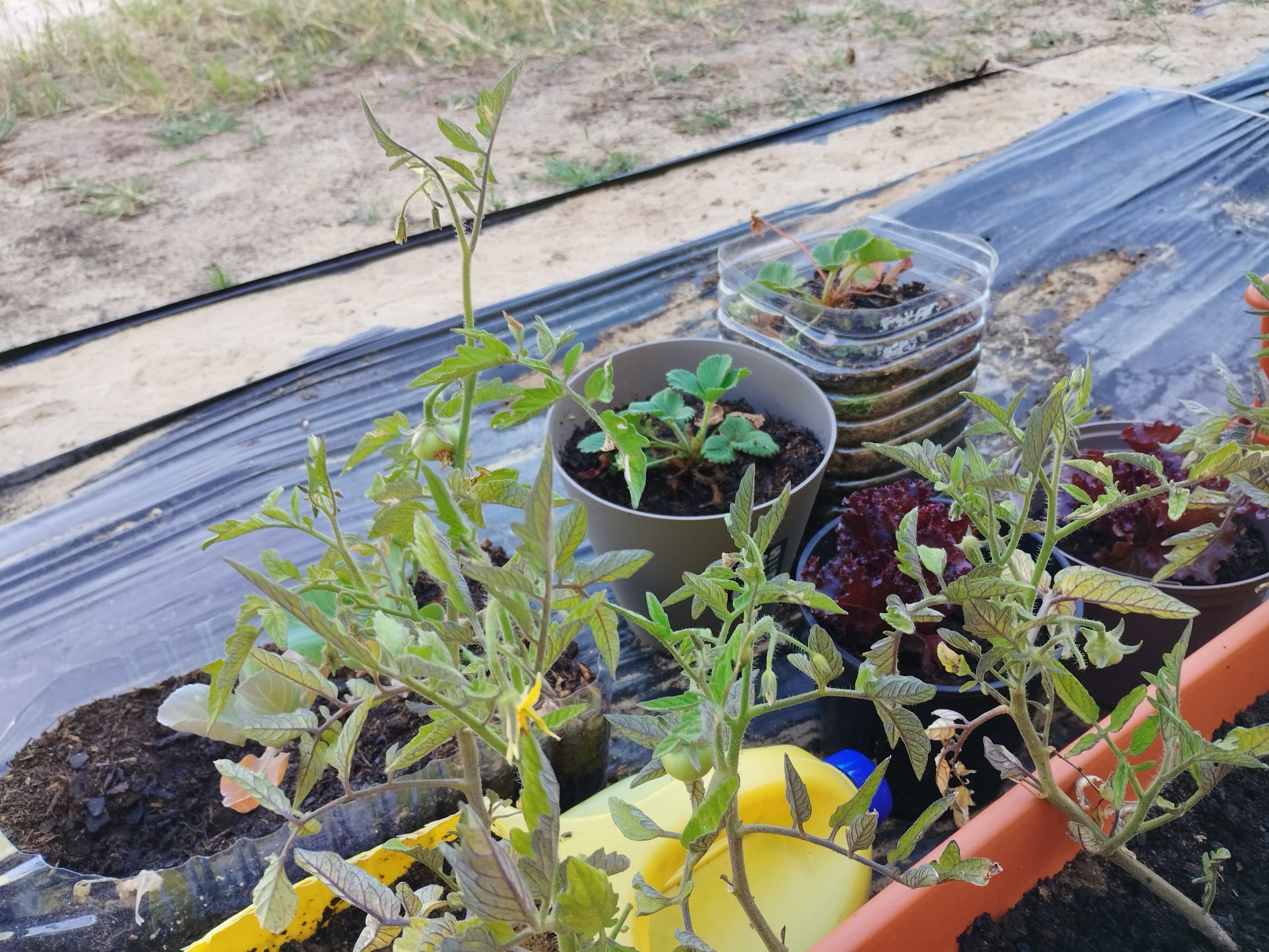 A nossa mini horta, cuidada e regada diariamente, começou a desenvolver.