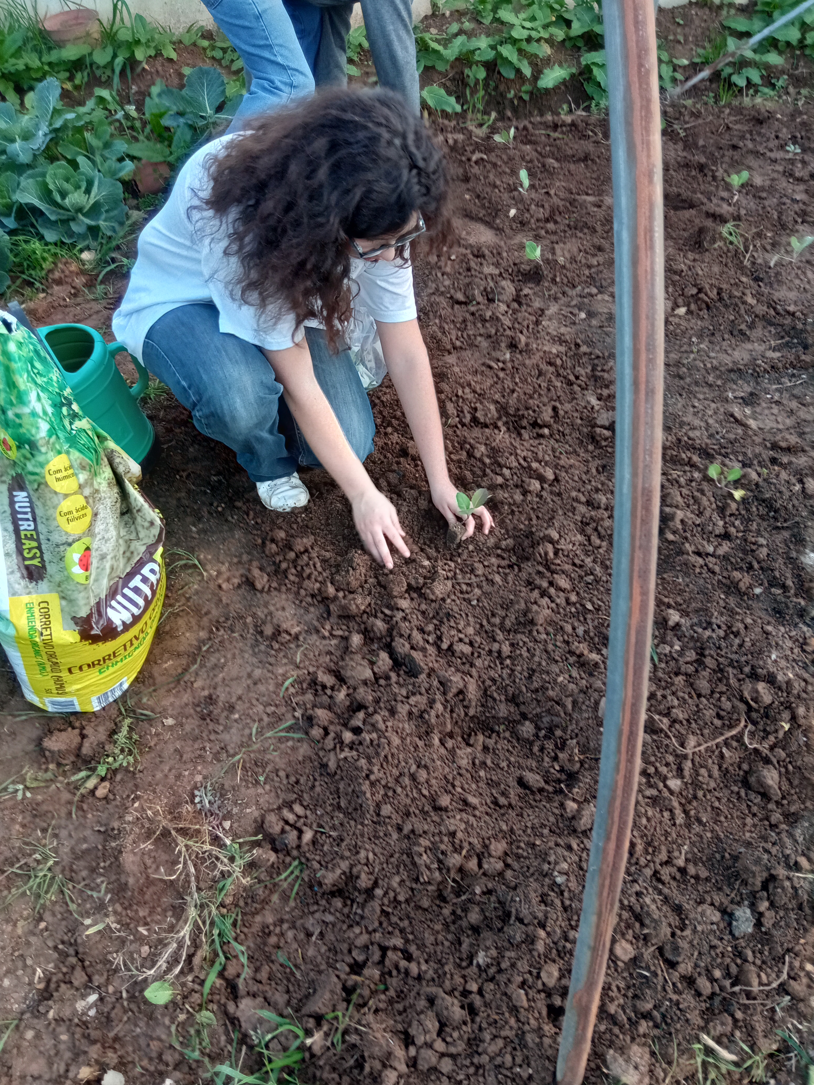 Plantação de couves