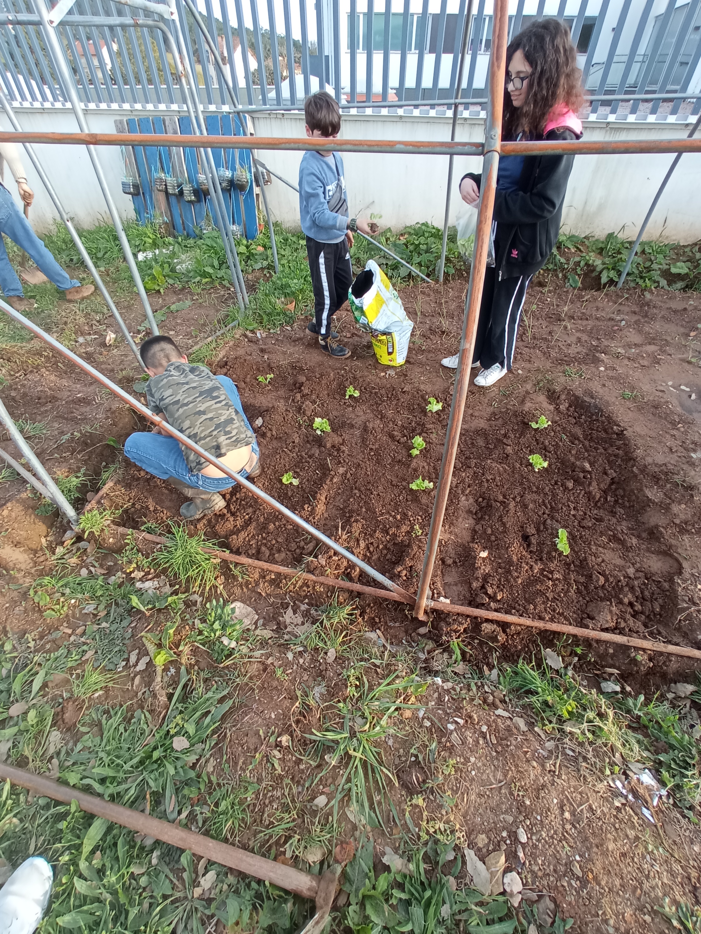 Plantação de alfaces - 2ª vaga (cebolo em fundo)