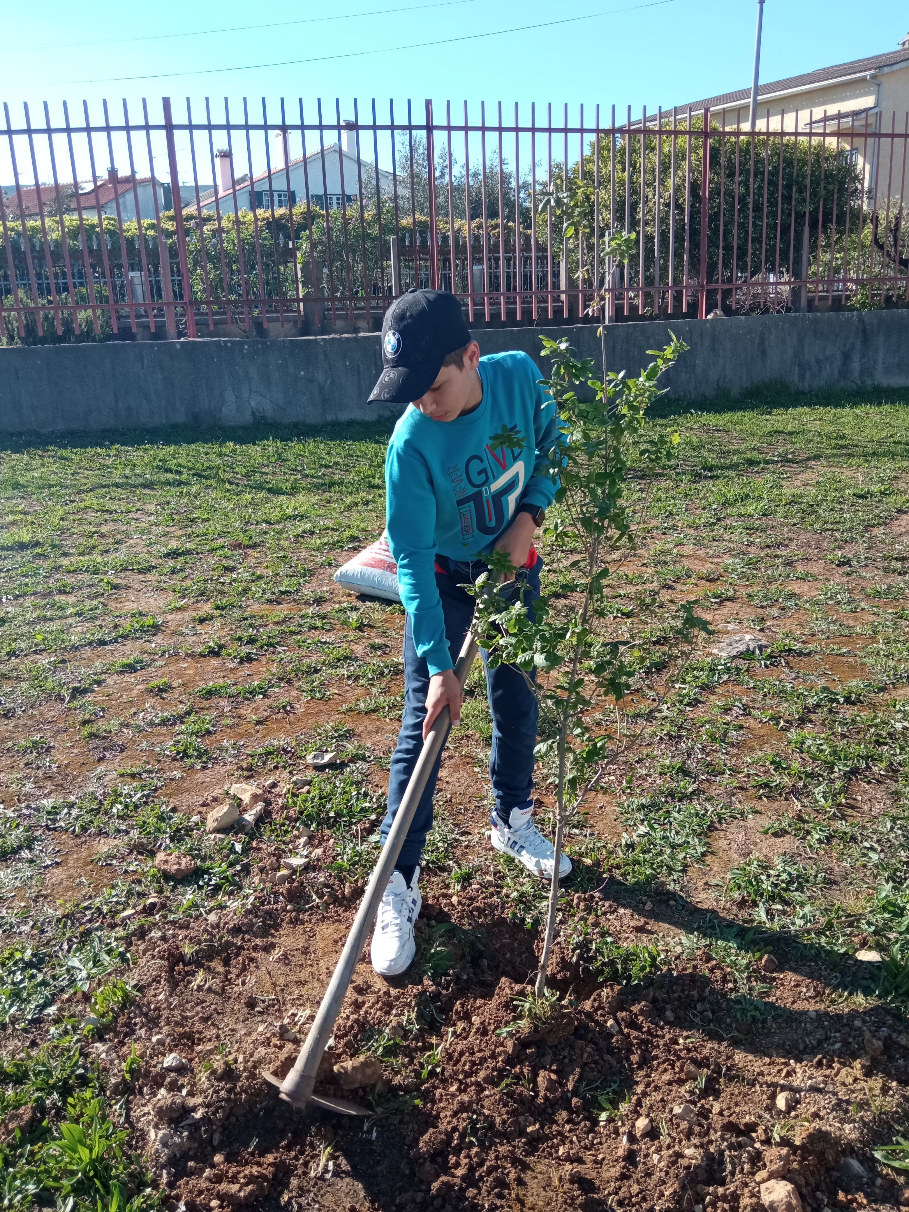 Plantação de carvalho no recinto escolar