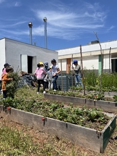 Limpeza da horta - secção da escola Básica de Maçãs de Dona Maria.