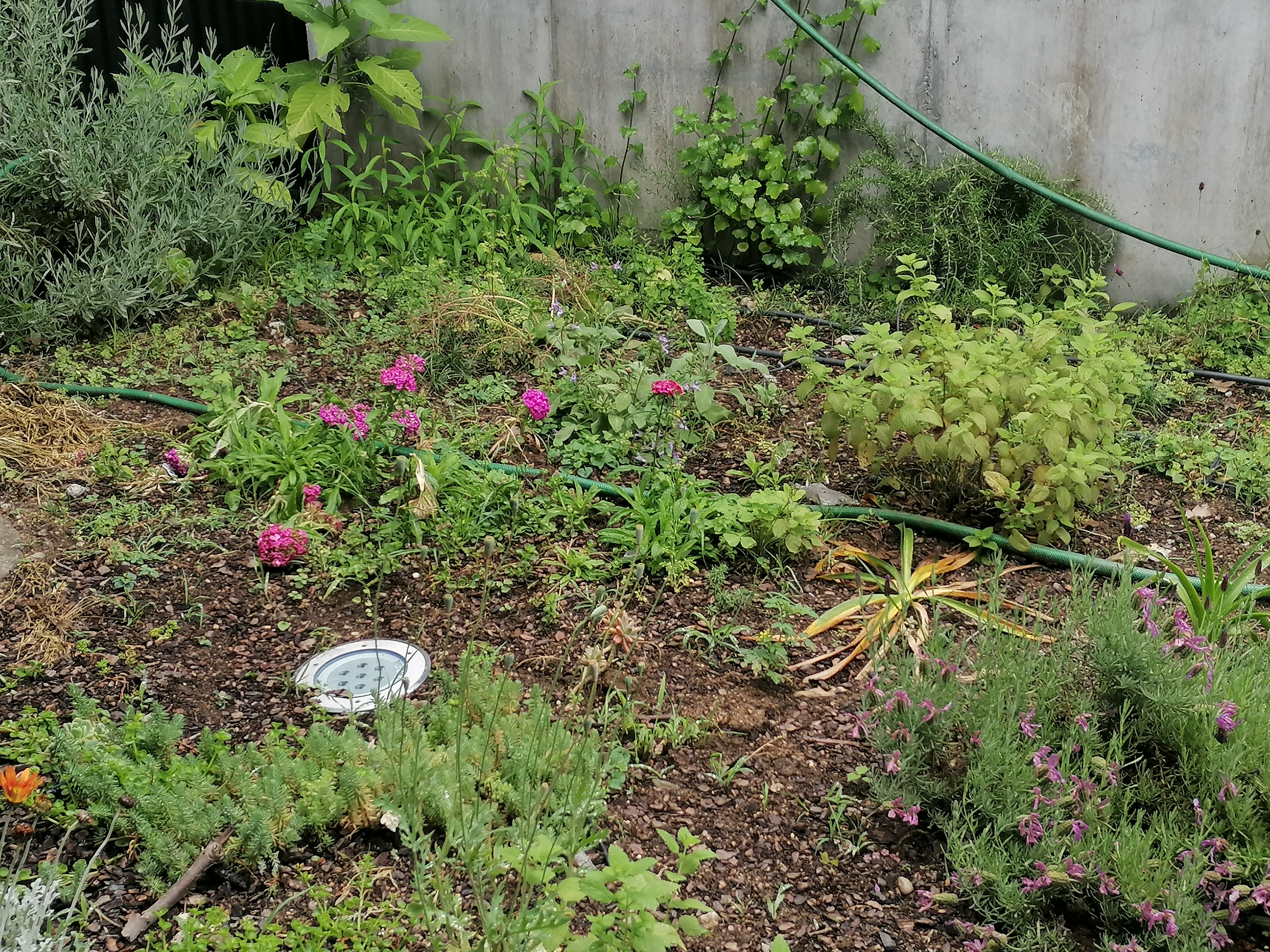 Plantas polinizadoras 5
