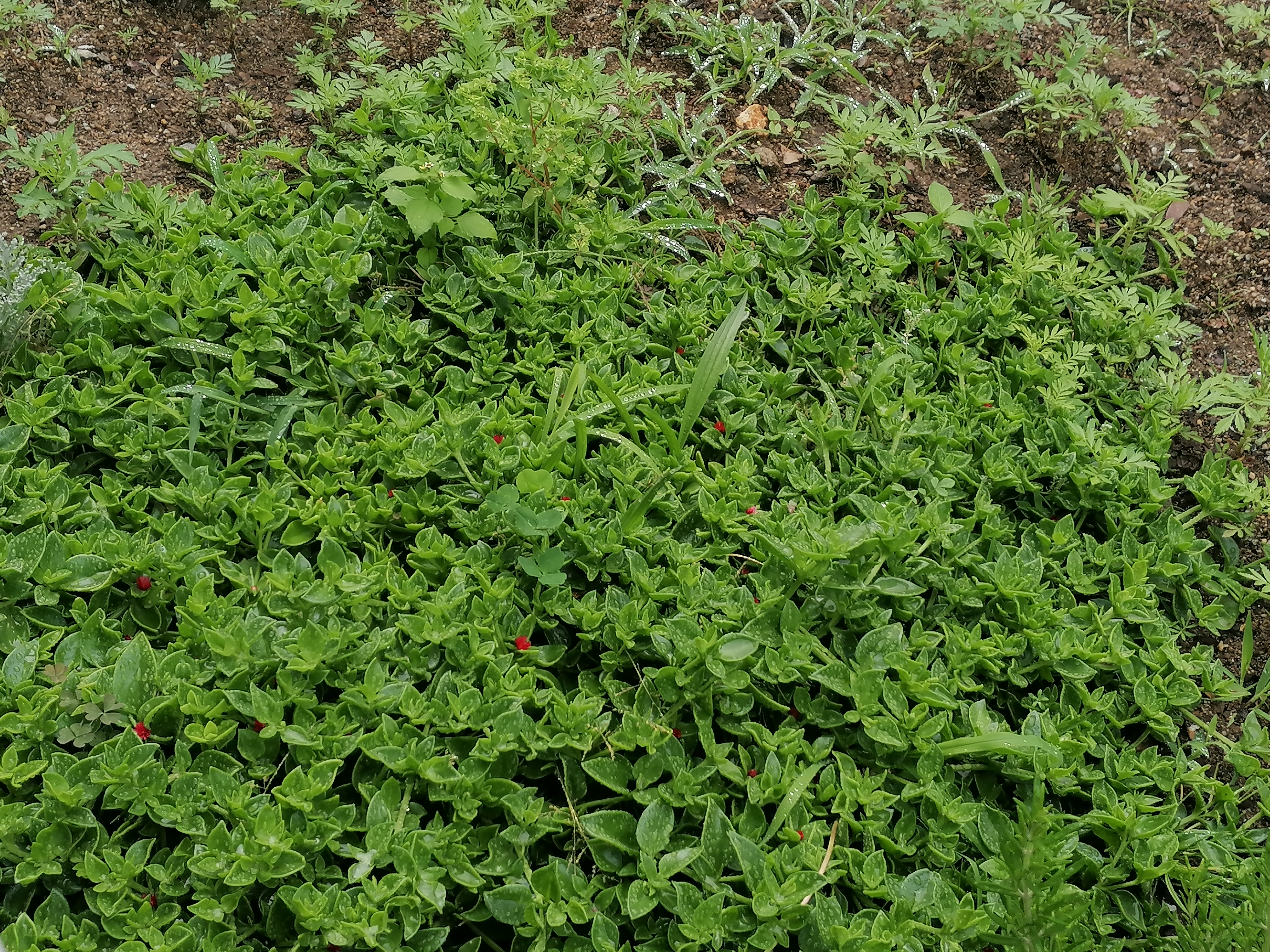 Plantas polinizadoras 7