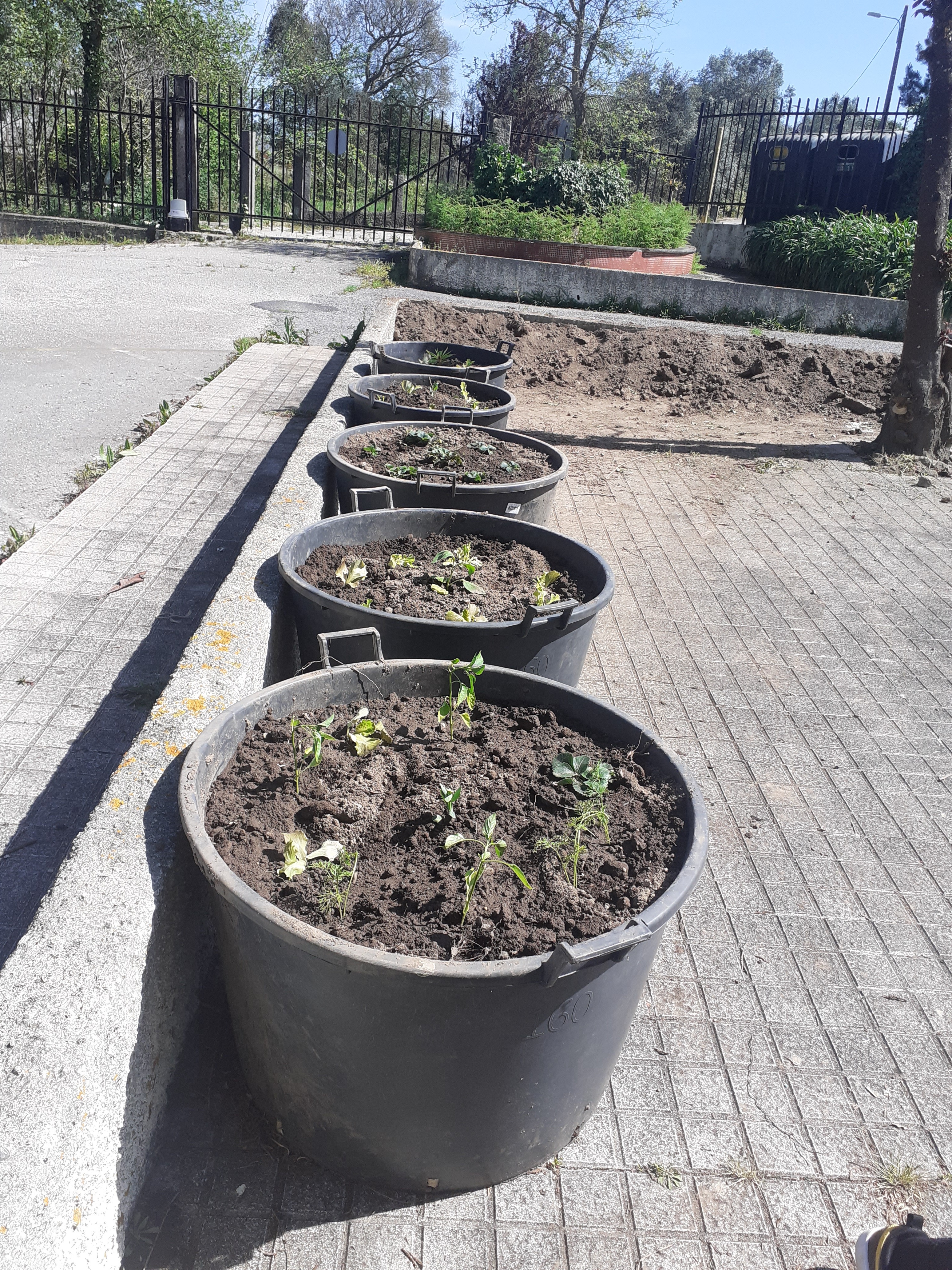 Após a interrupção letiva da Páscoa, a associação de pais presenteou-nos com 5 potes vazios, outrora utilizados em oliveiras de jardim, assim como com terra de um aterro de habitação e pudemos alargar o espaço da nossa horta.
